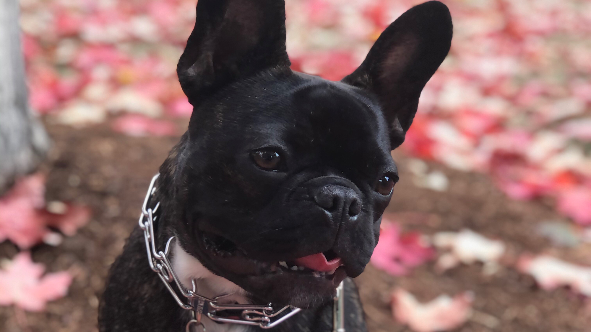 Kritter Korner Cambridge