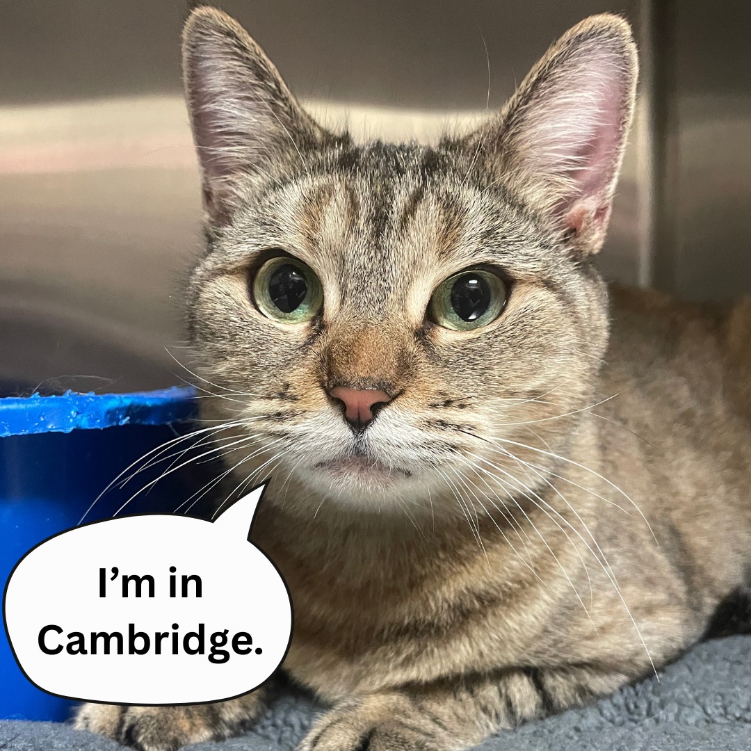 Broken Tail Rescue Cat Adoption Center Cambridge