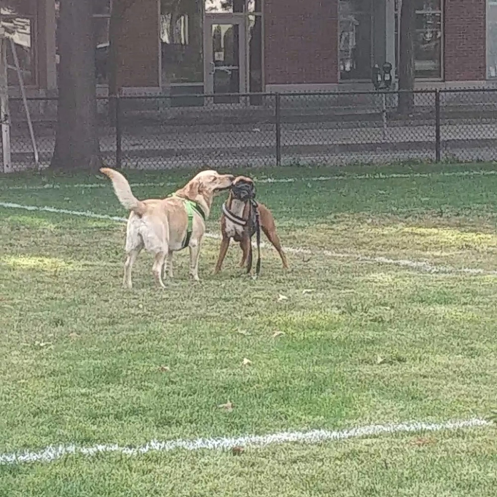 Tudor Dog Park Cambridge