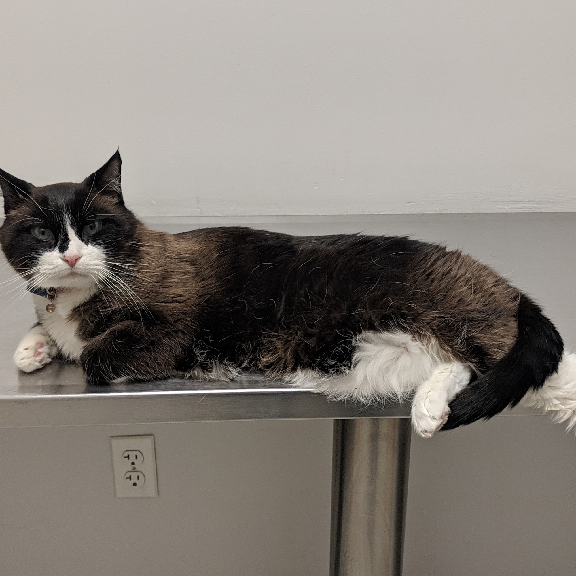 Canton Veterinary Hospital Canton