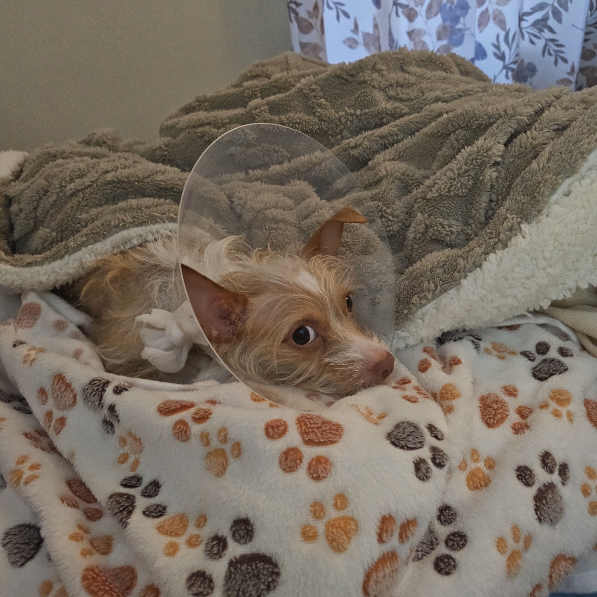 MSPCA Cape Cod Centerville