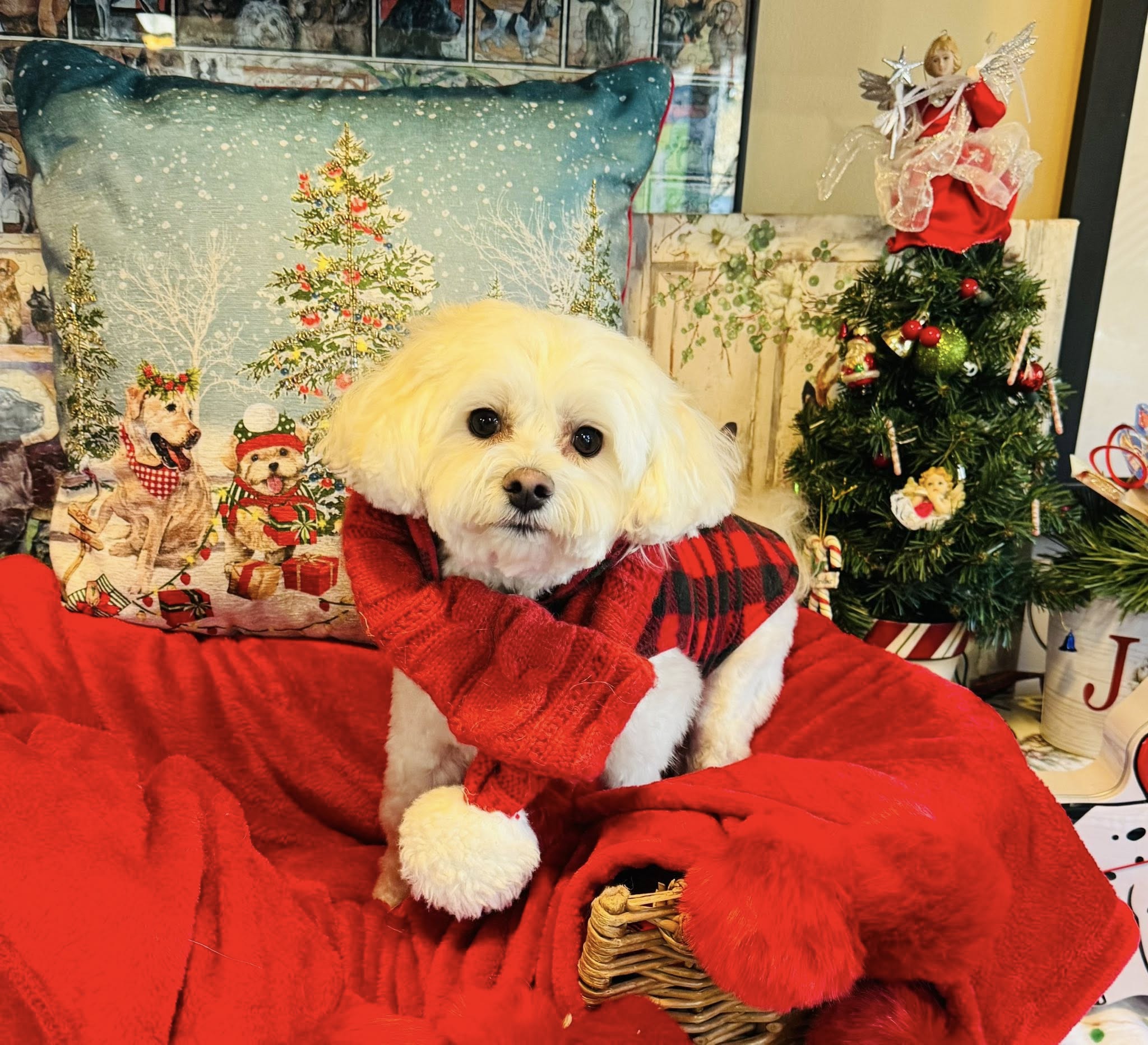 Roy-L Groomingdales Centerville