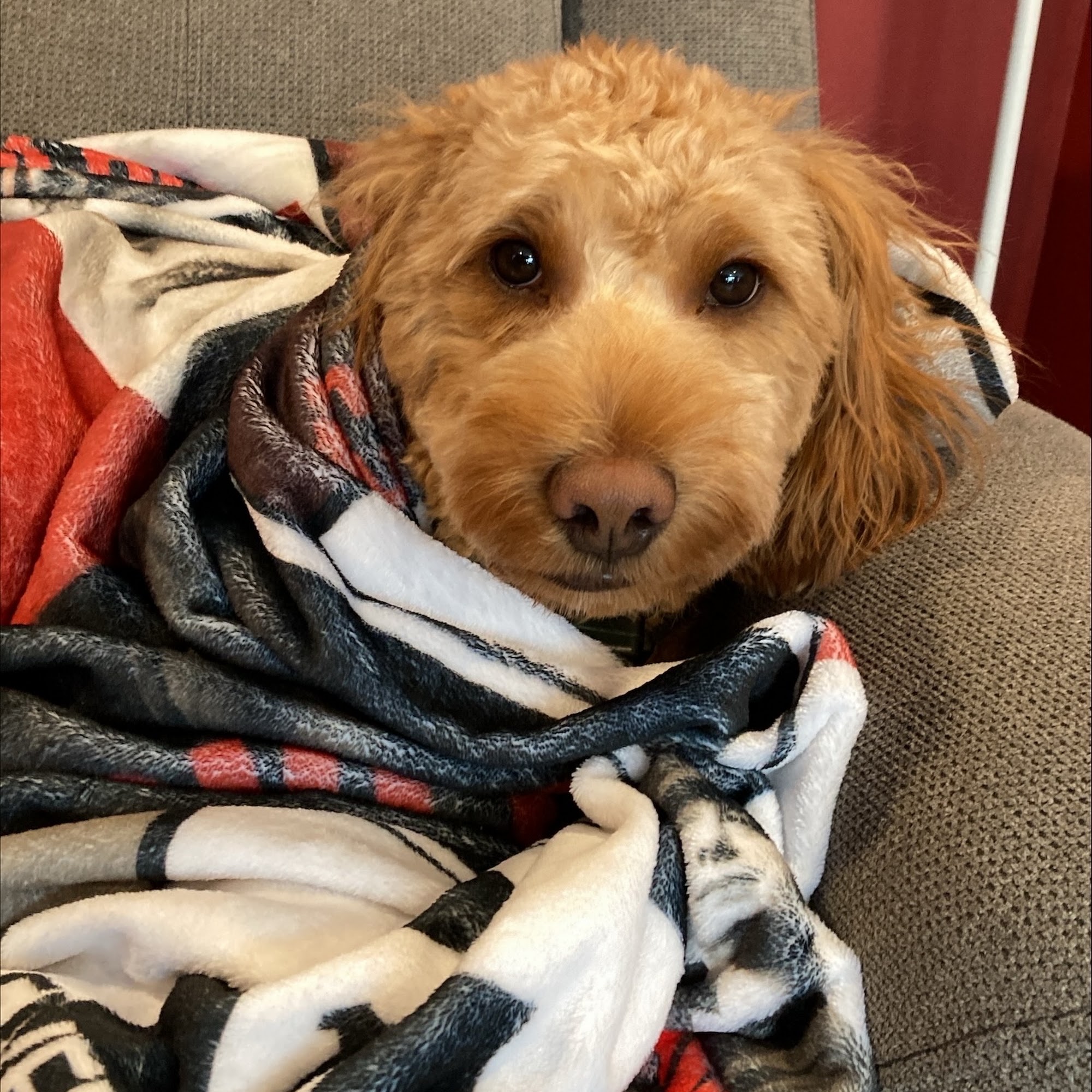 Countryside Veterinary Hospital Chelmsford