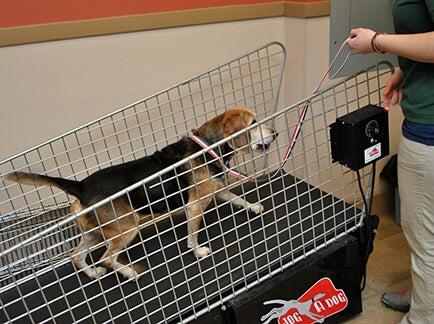 Countryside Veterinary Hospital Chelmsford