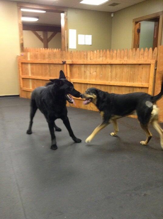 Country Dogs Daycare & Retail Shoppe, Inc. Clinton