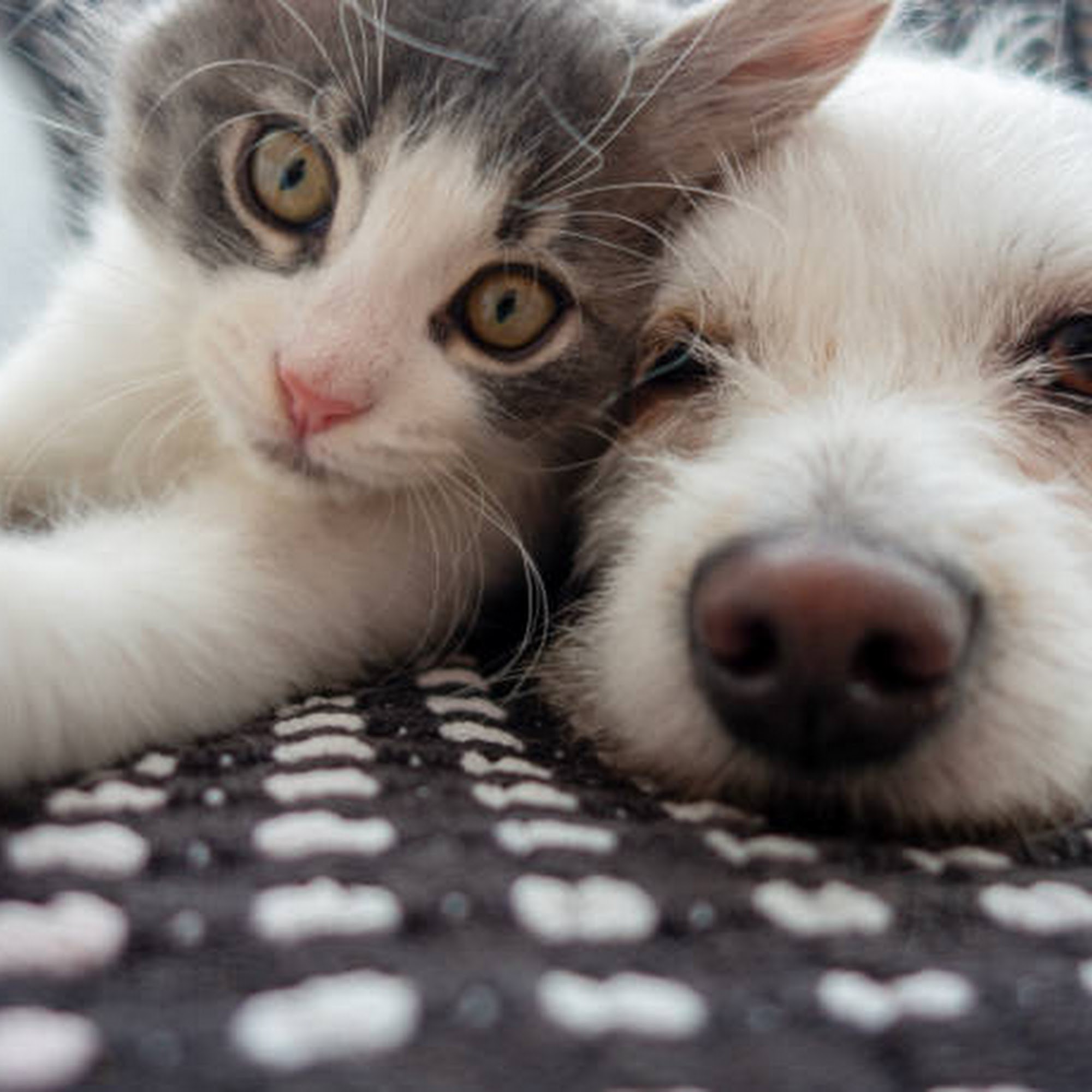 Precious Pets Cohasset