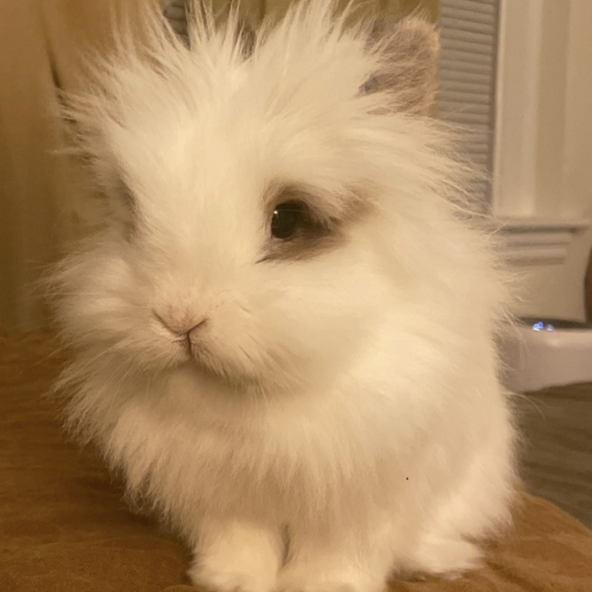 West Concord Animal Clinic Concord