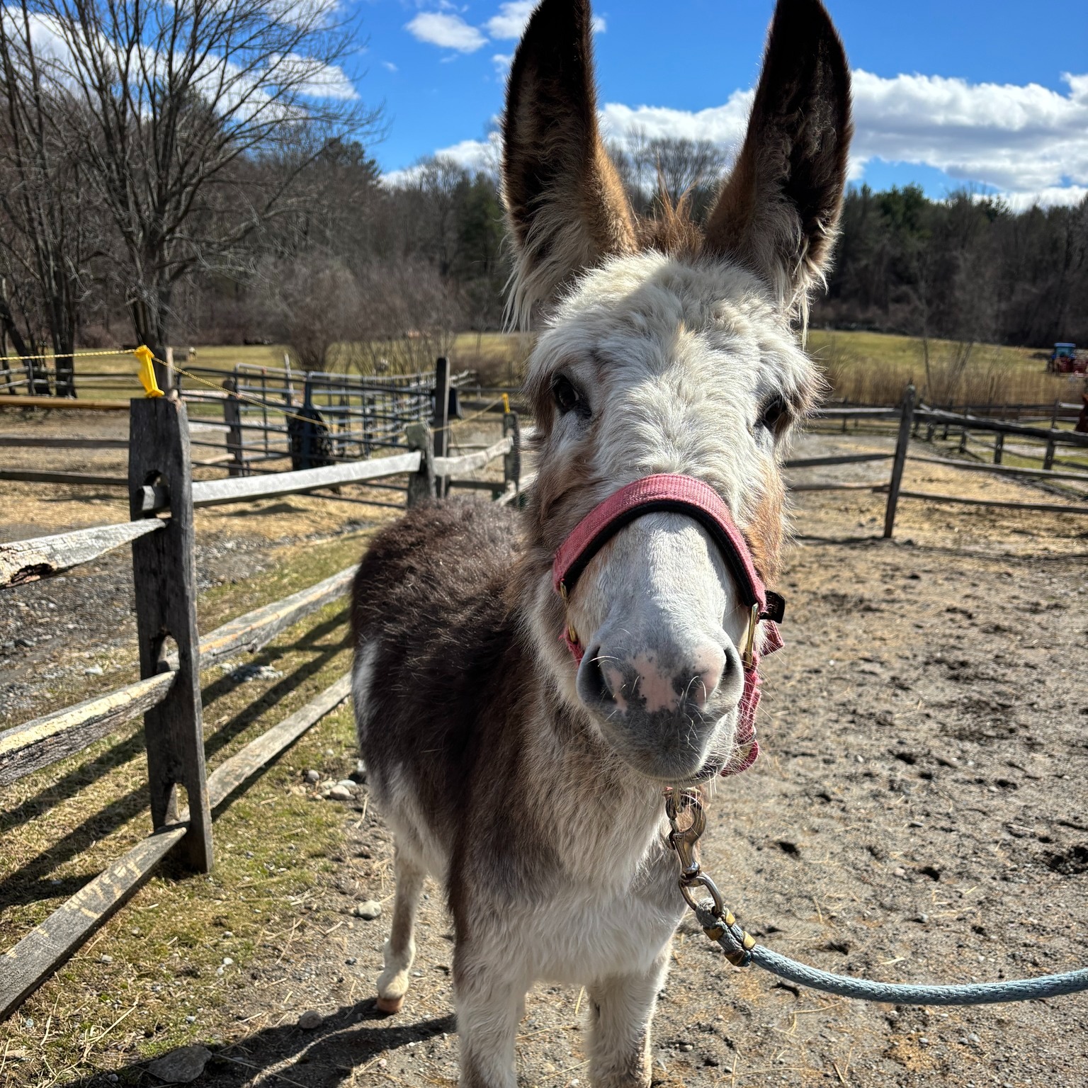 North Bridge Equine Associates Concord