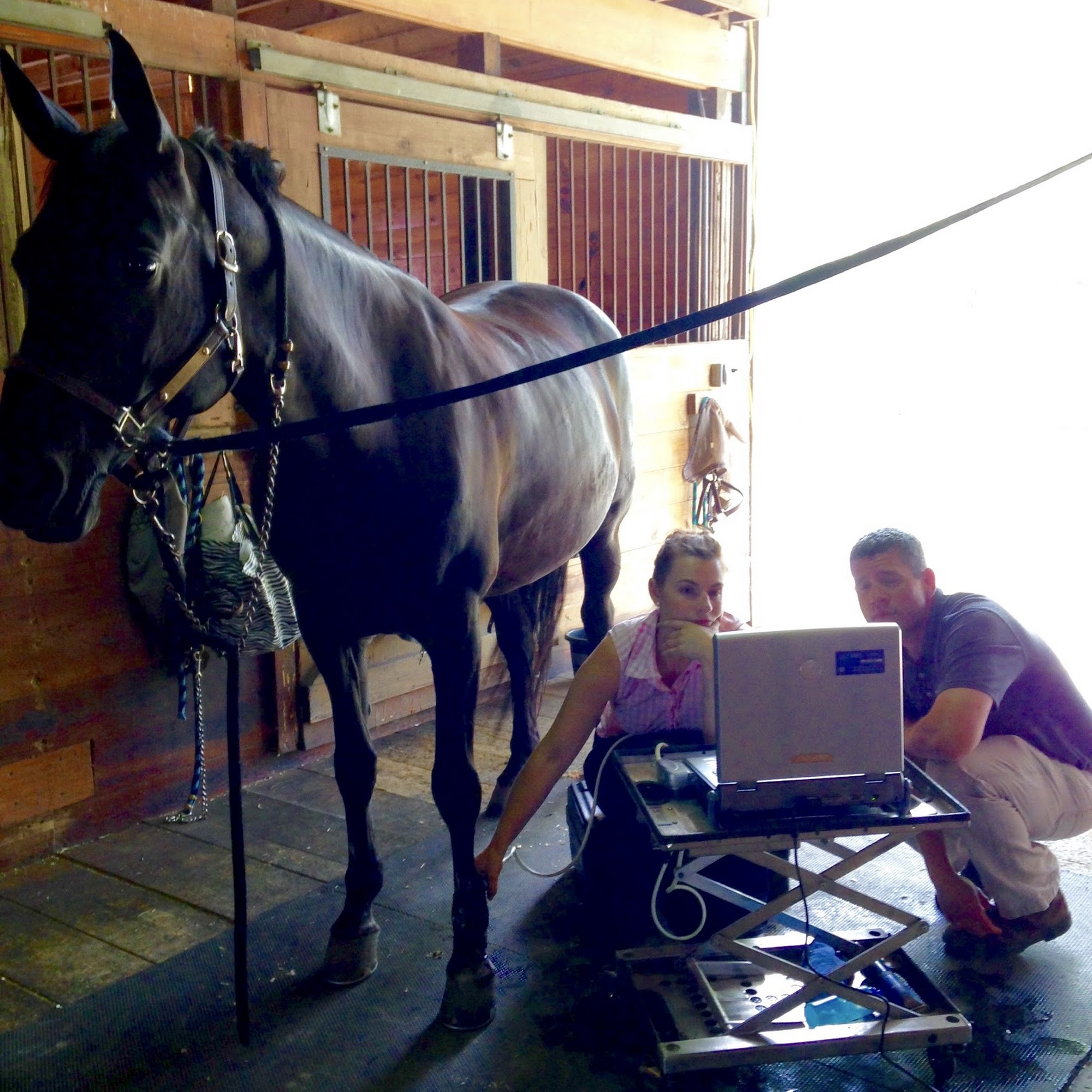 North Bridge Equine Associates Concord