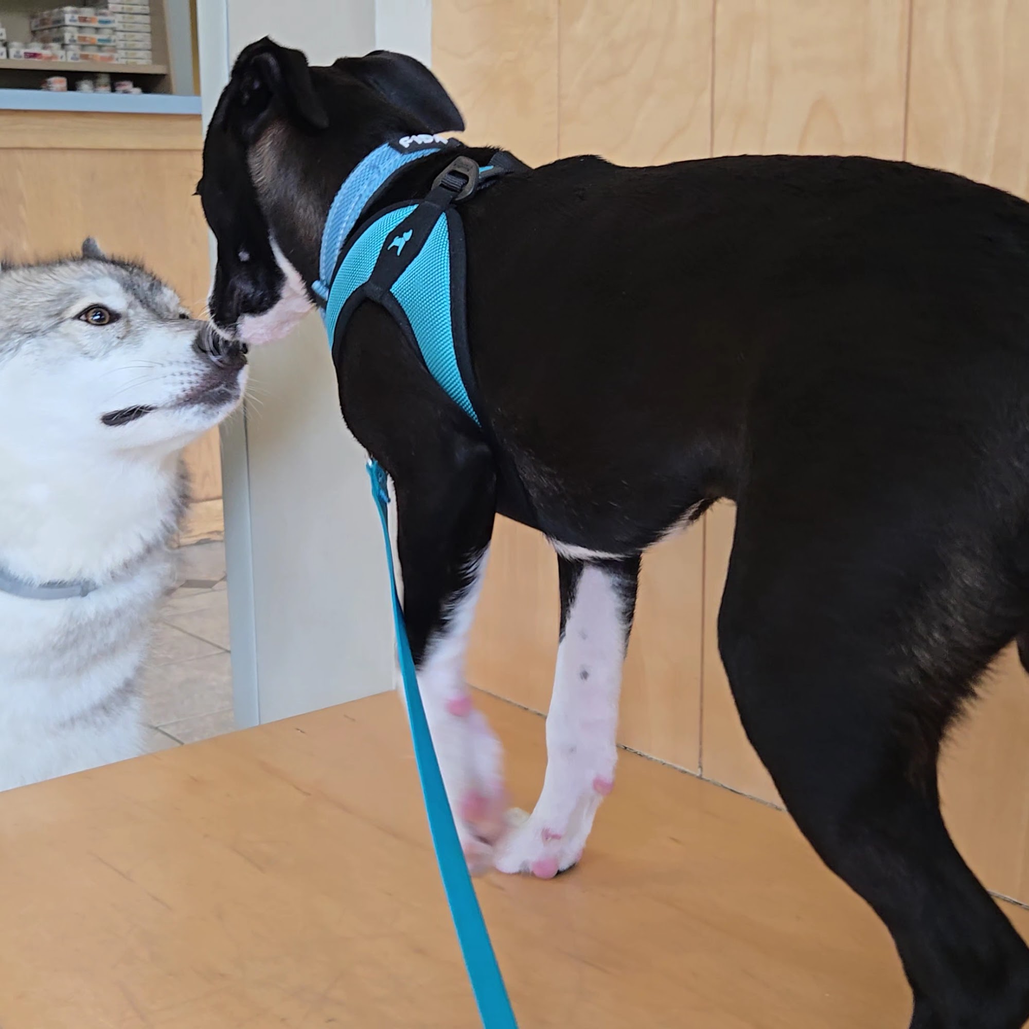 Danvers Animal Hospital Danvers