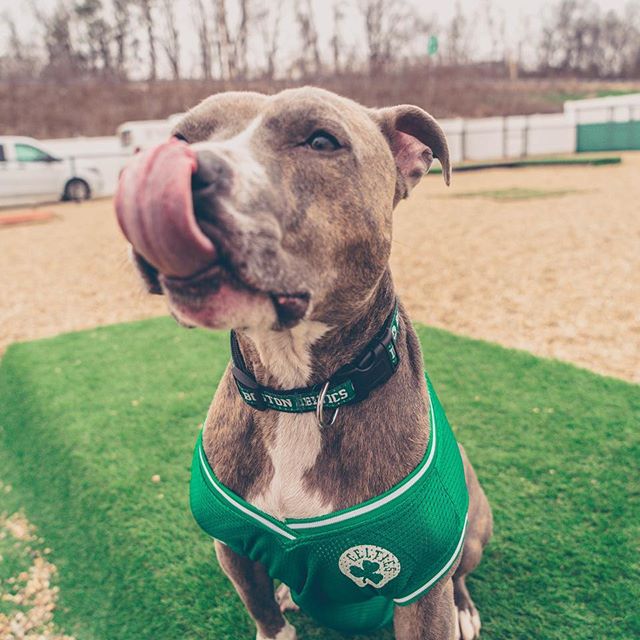 The Happy K-9 Training & Rehabilitation Danvers