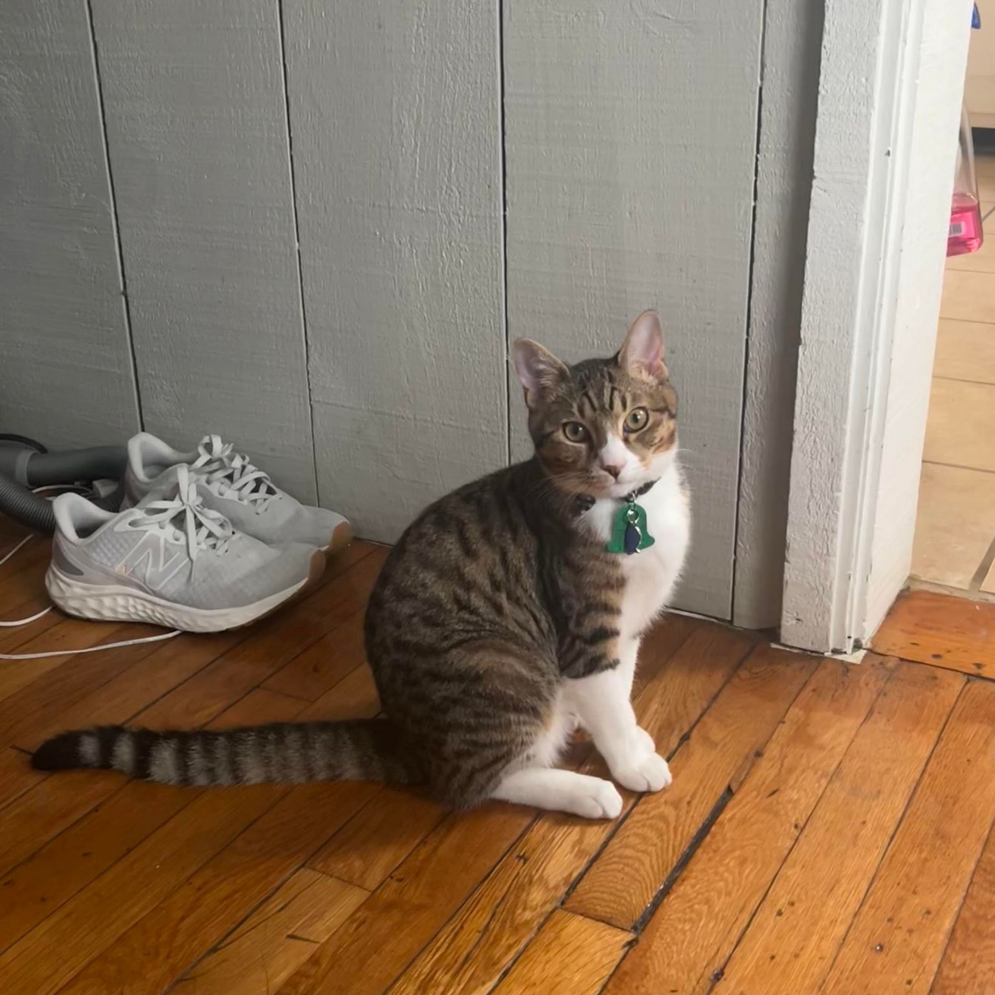 Animal Associates Dartmouth