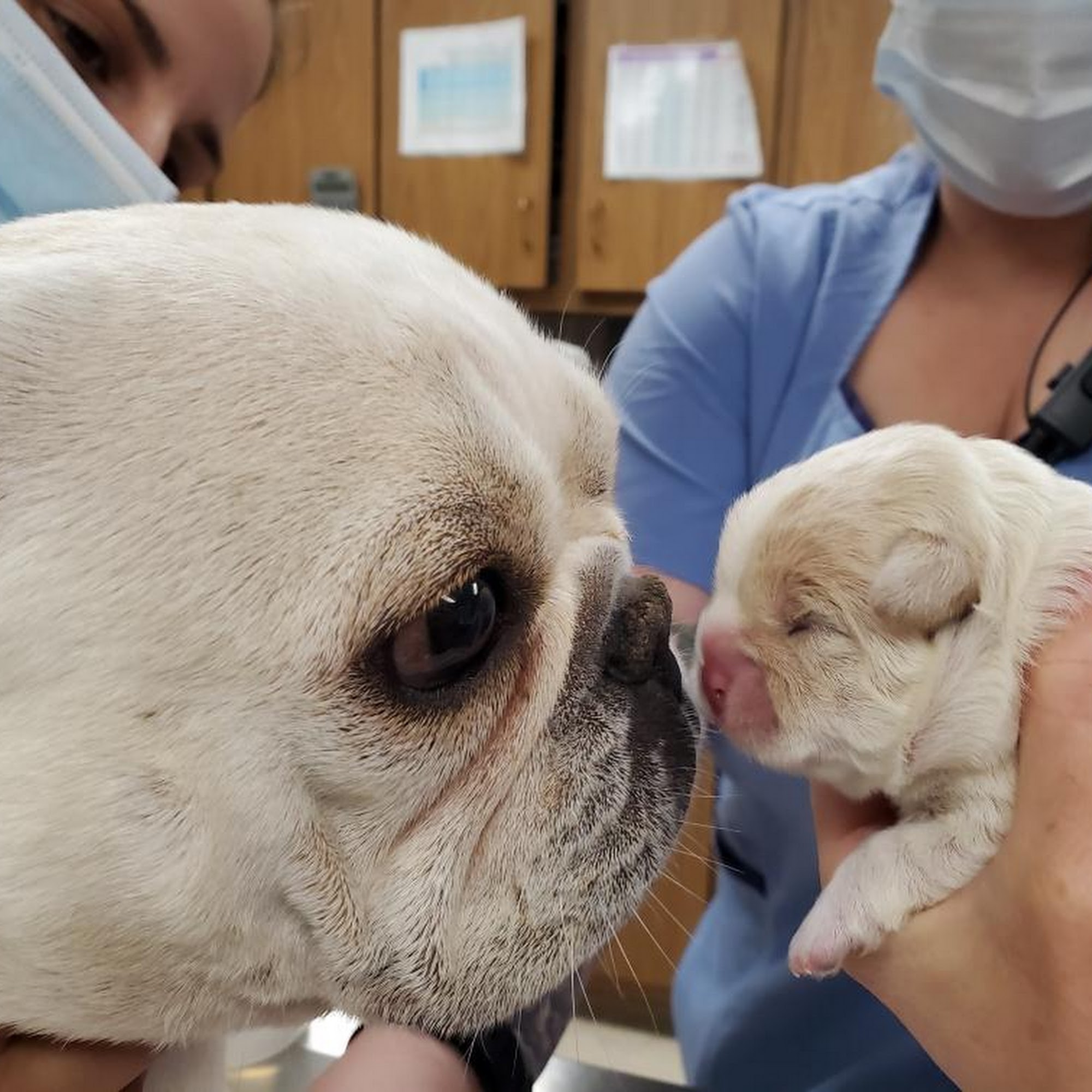 Anchor Animal Hospital Dartmouth