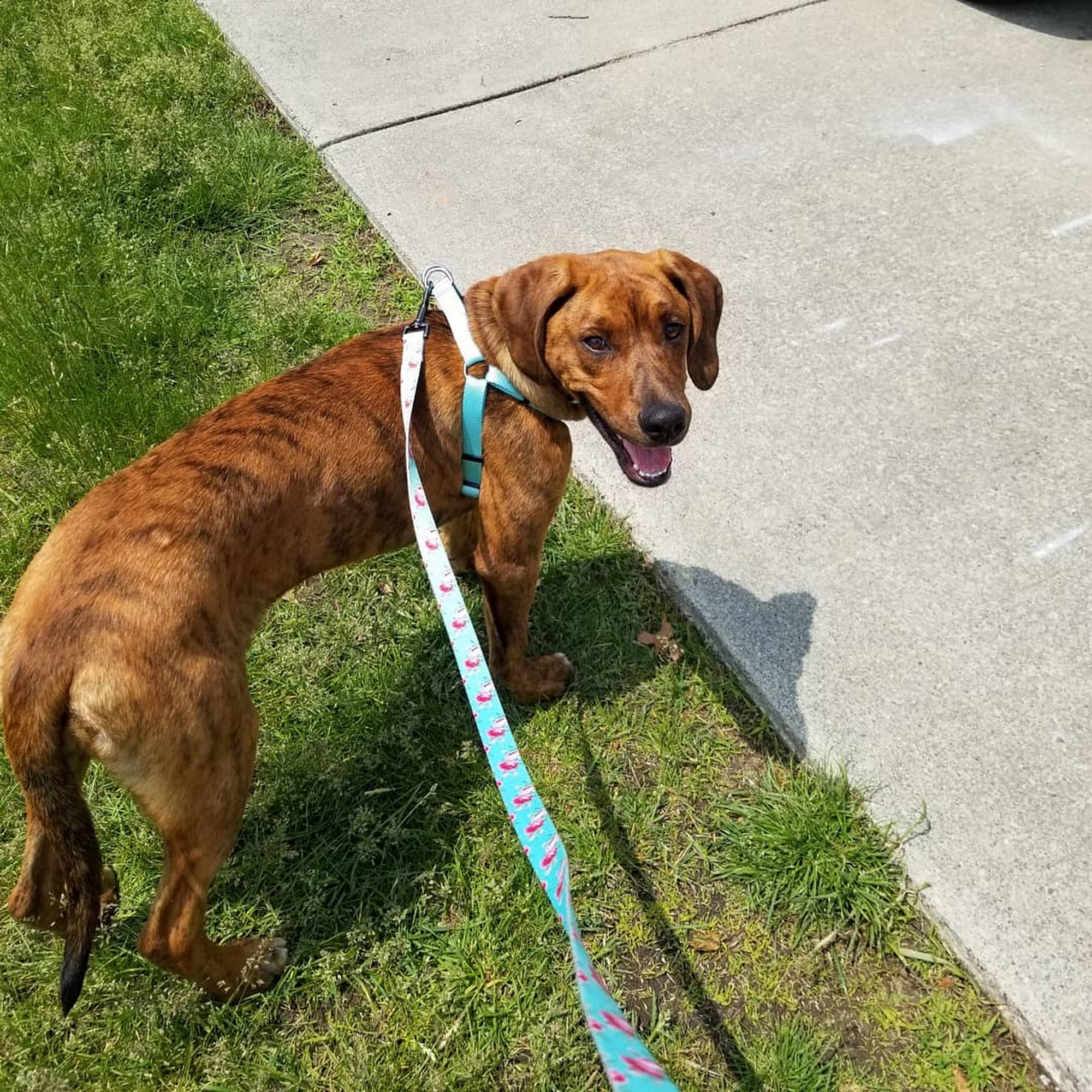 The Humane Society & Shelter SouthCoast Dartmouth