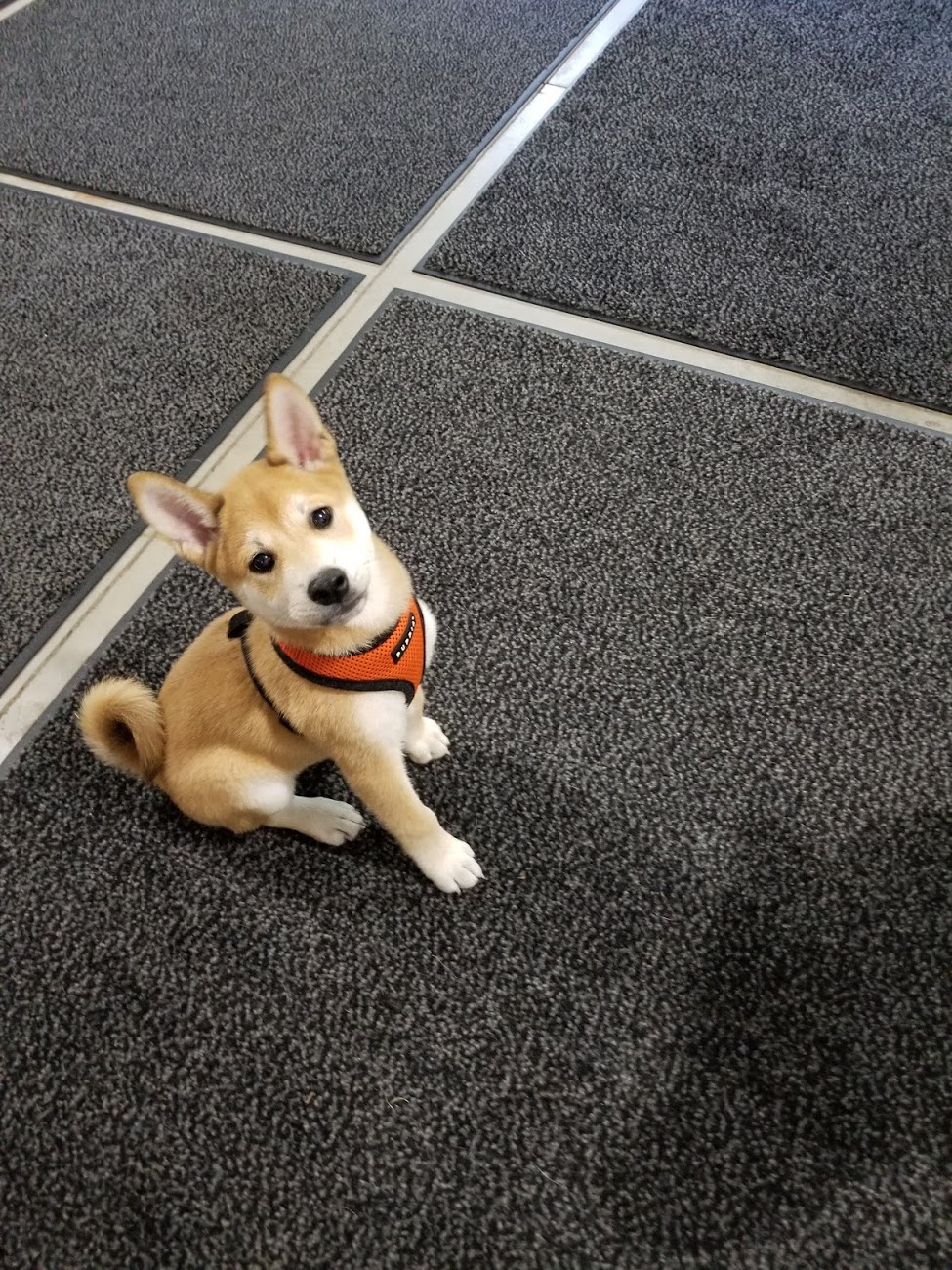 Southcoast Dog Training & Care, Inc. Dartmouth