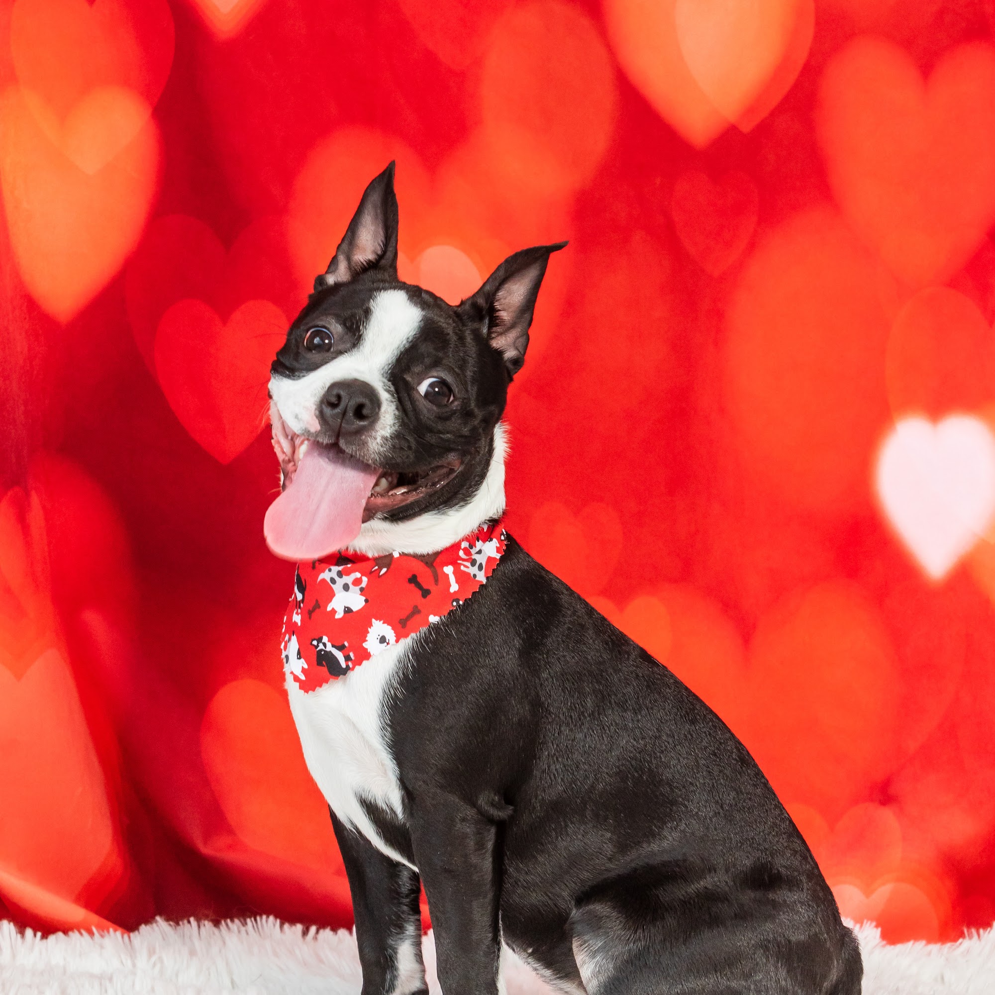 The Salty Paw Spa & Woof Wash Dartmouth