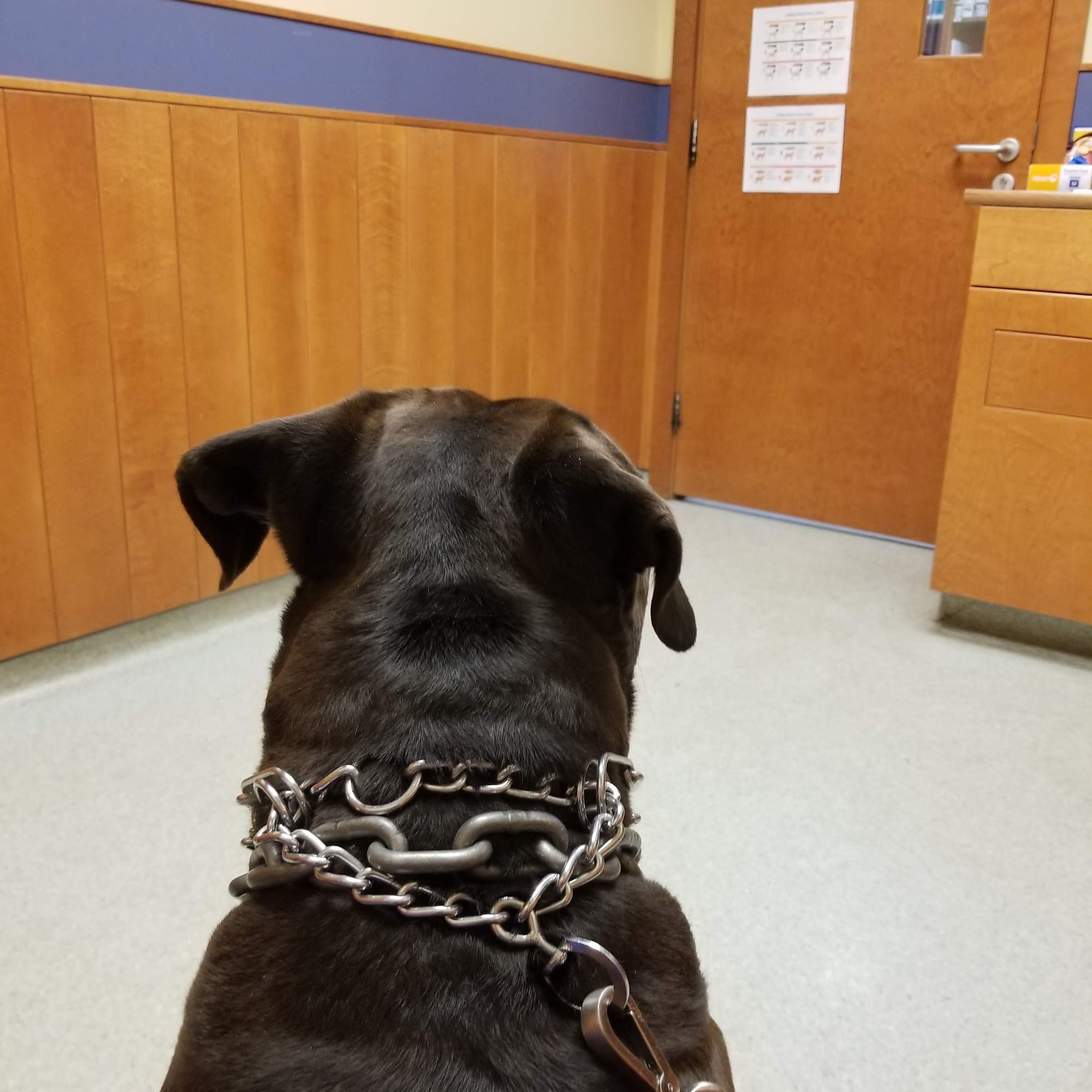 Dedham Veterinary Associates Dedham