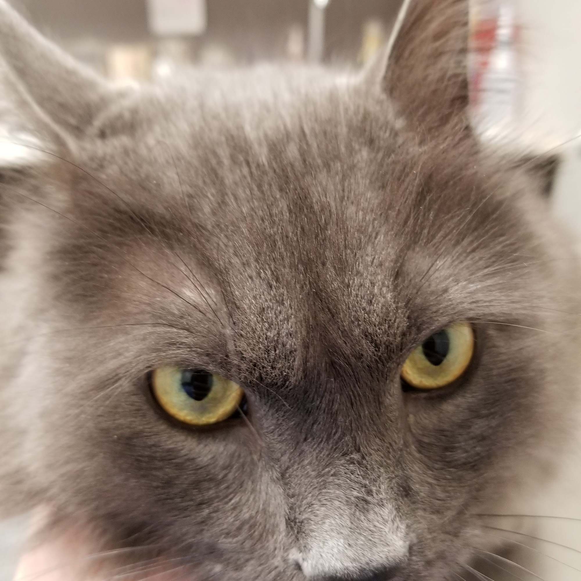 Animed Pet Hospital Dedham