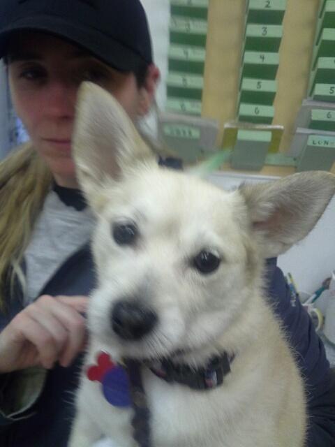 Twickenton Dog & Cat Grooming Dedham