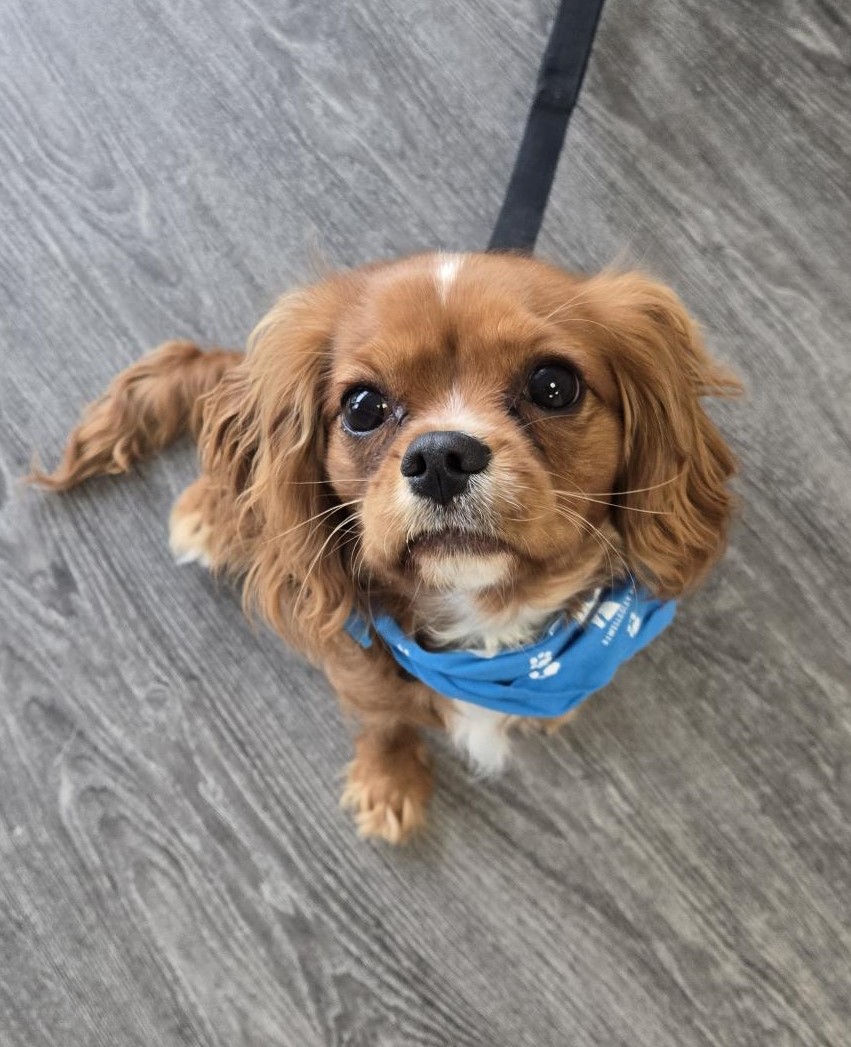 Dogtopia of Dedham Dedham