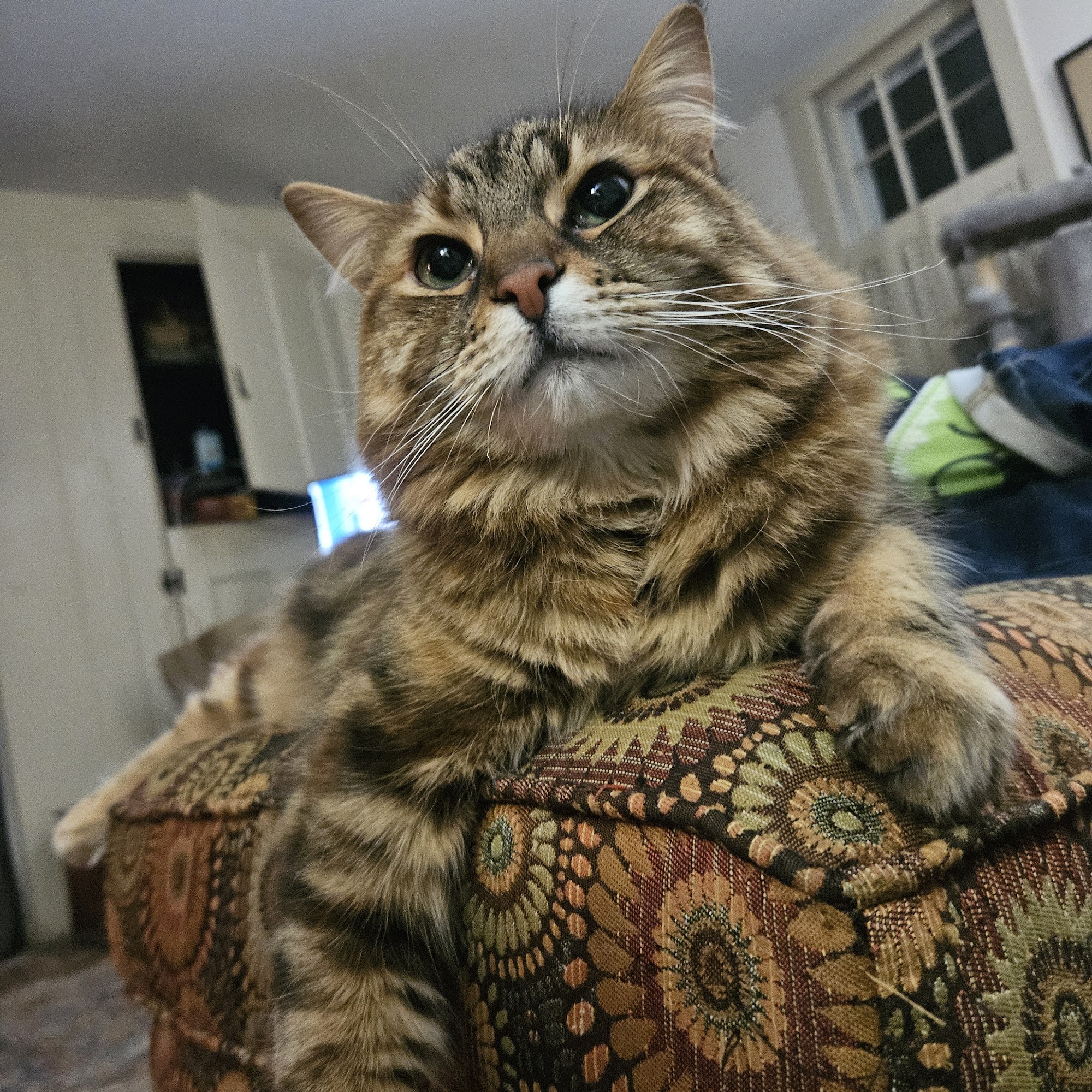 Dennis Veterinary Hospital Dennis