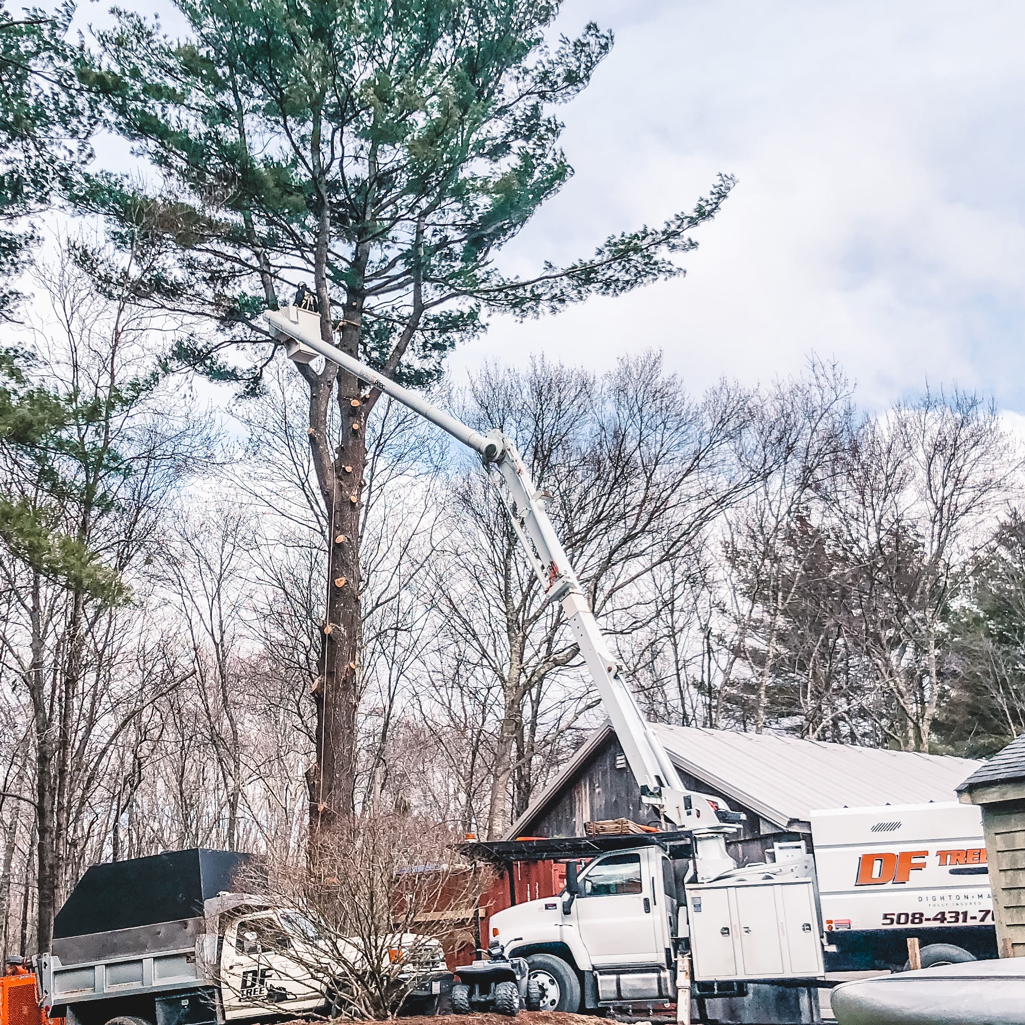 DF Tree LLC 1266 Williams St, Dighton Massachusetts 02715