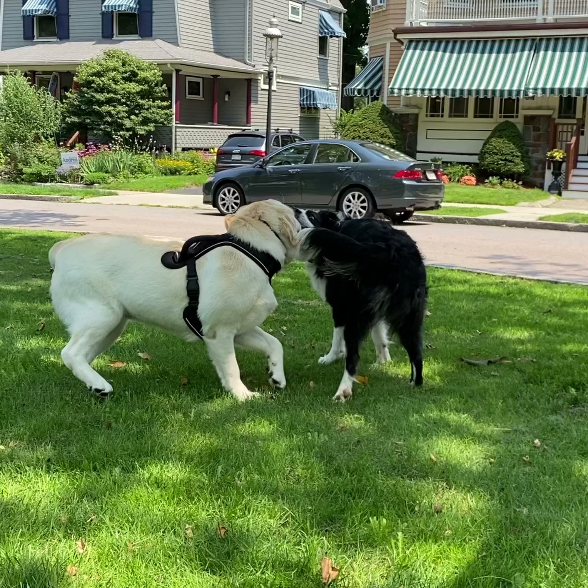 Waggy Tails Dog Walking Dorchester