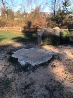 Phillips Tree Removal