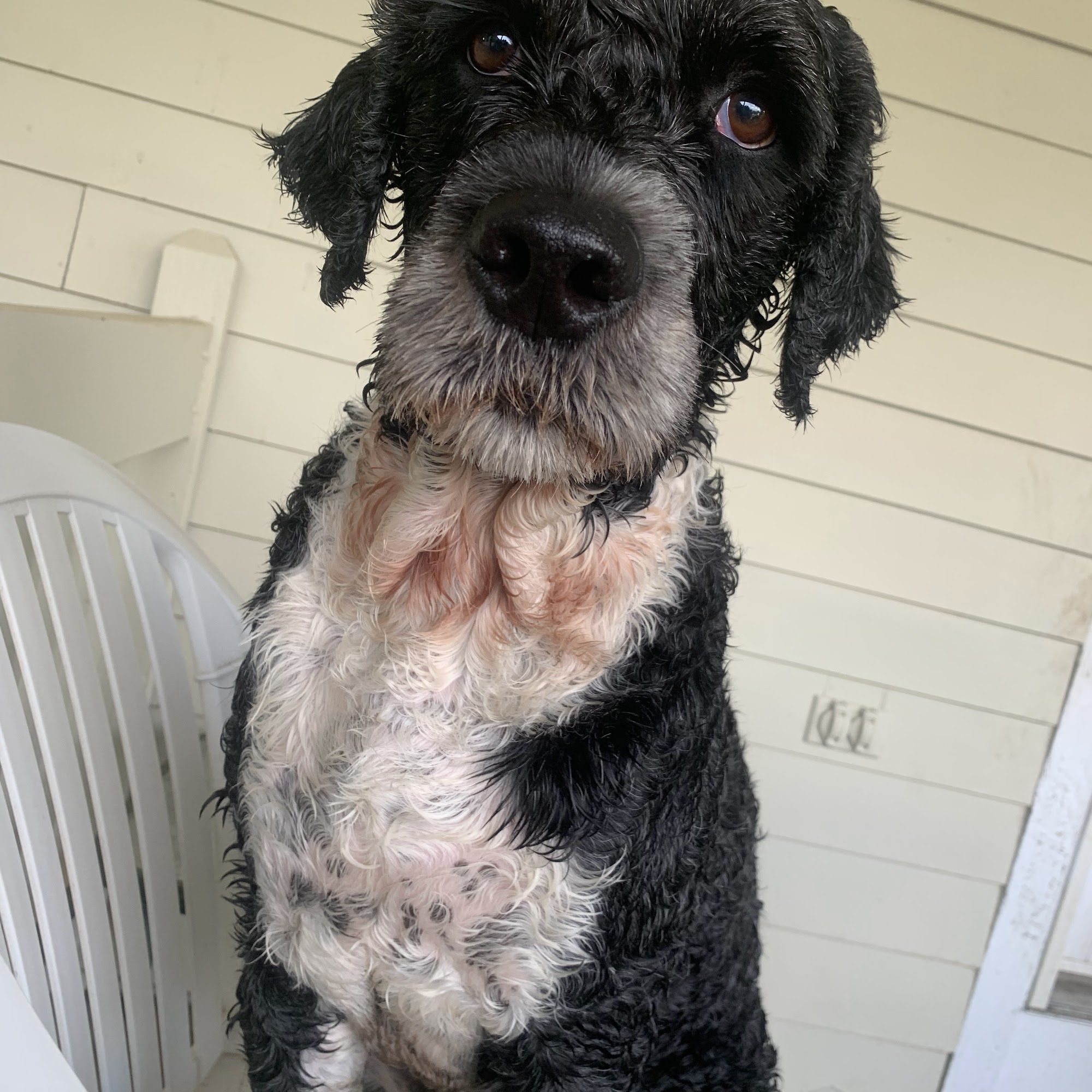 East Bridgewater Veterinary East Bridgewater