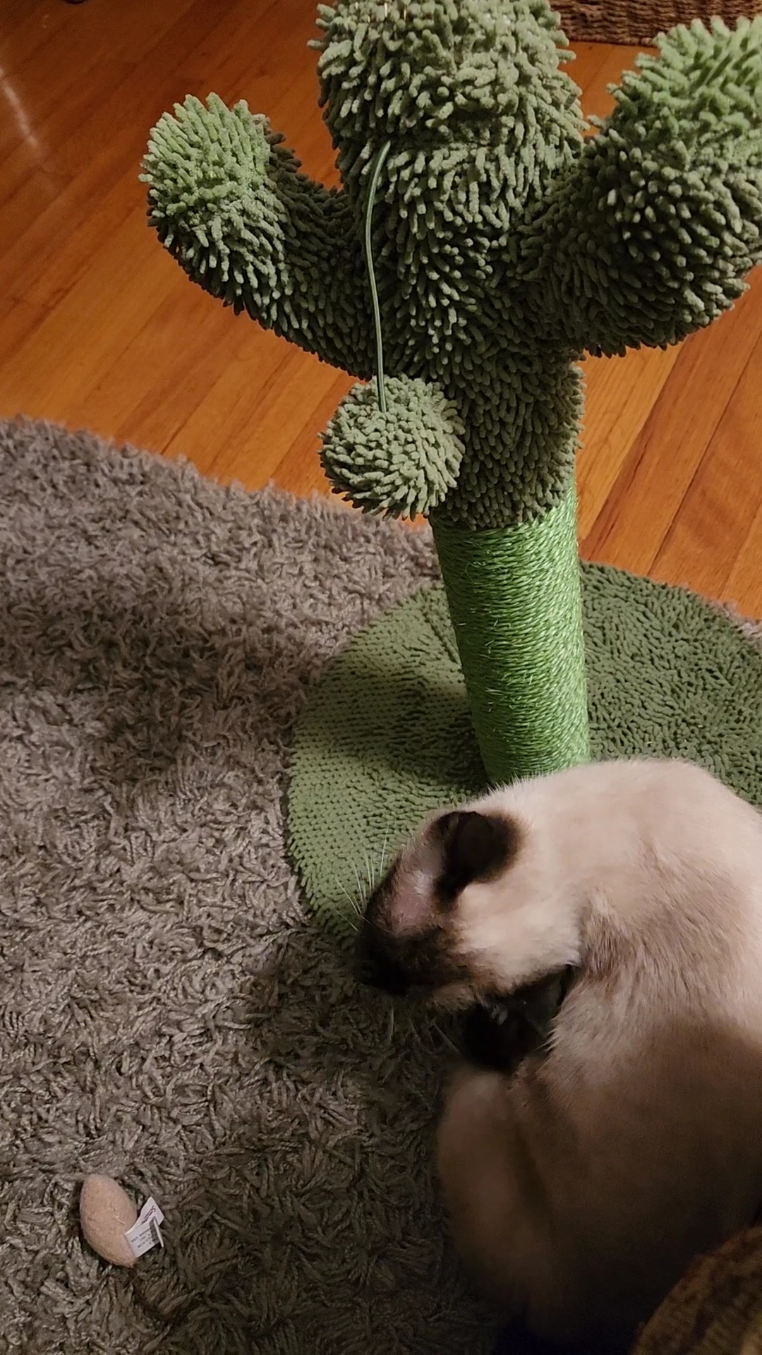 Second Chance Animal Services Adoption Center East Brookfield