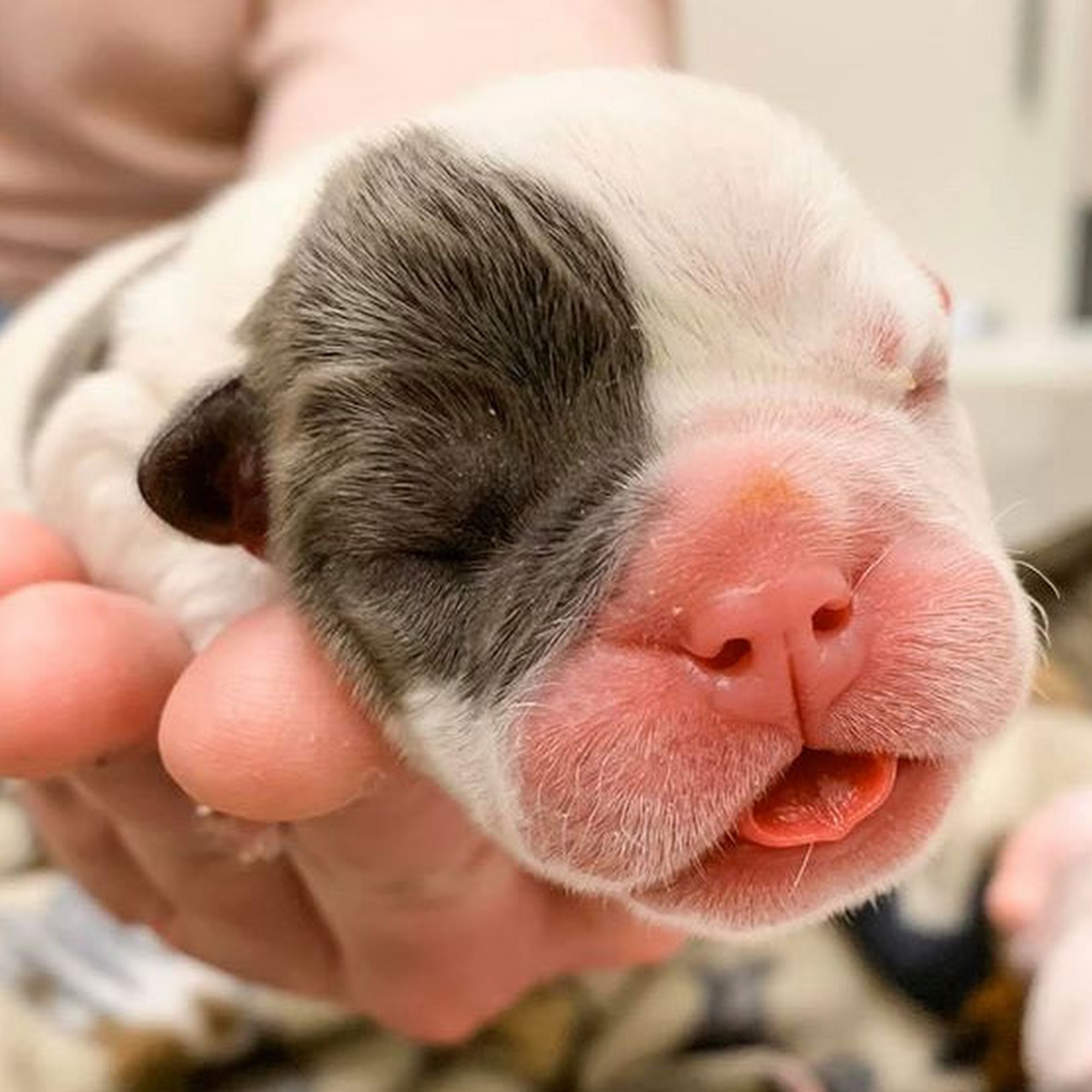 Falmouth Animal Hospital East Falmouth