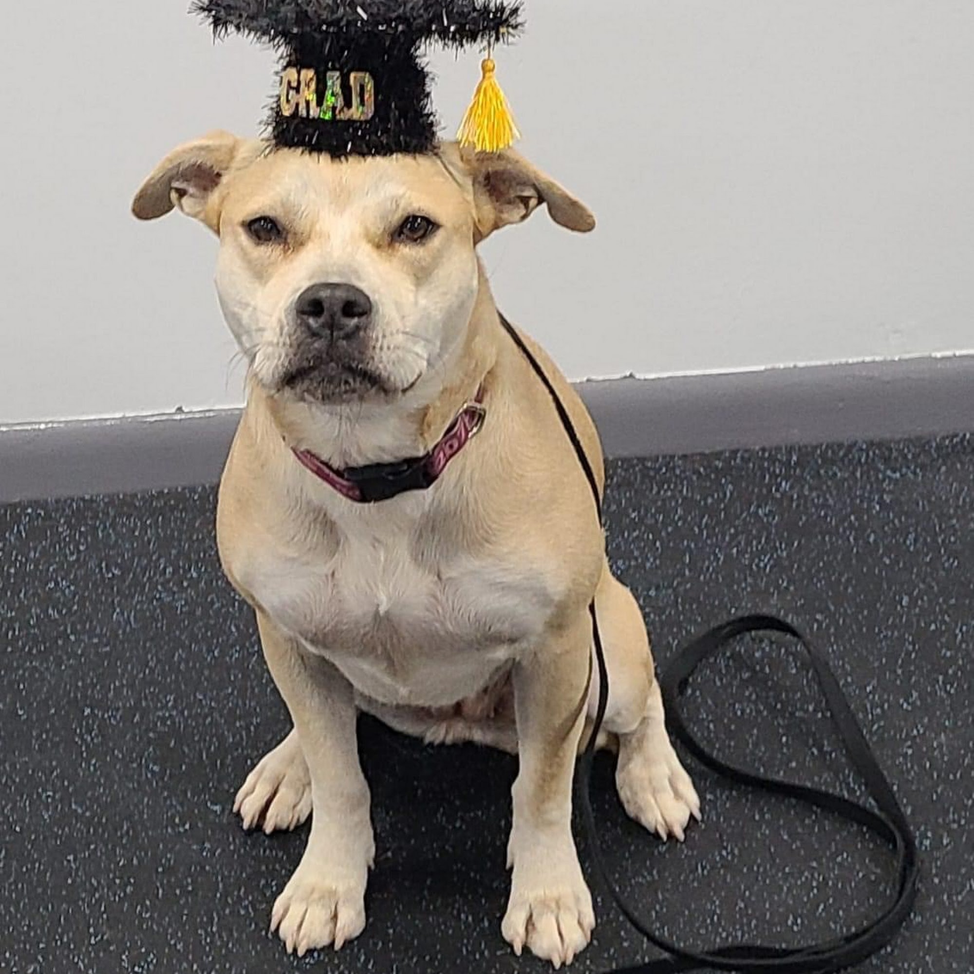 East Longmeadow Dog Obedience Training Club East Longmeadow