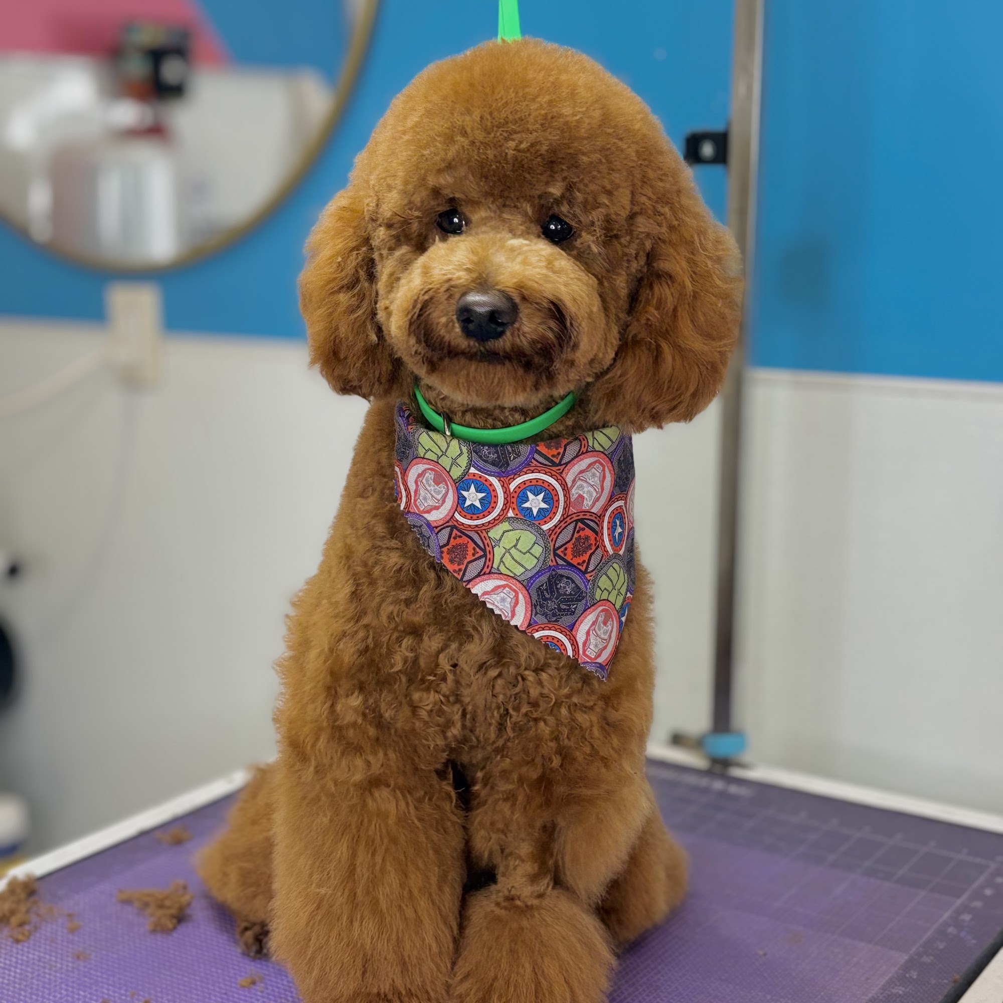 Four Paws Grooming inc. Everett