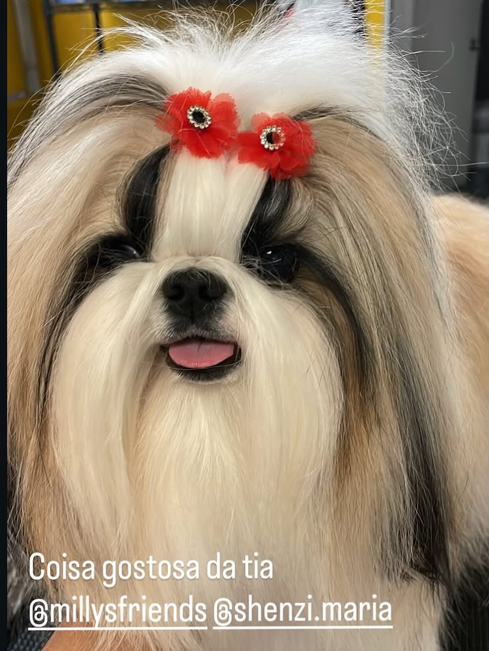 Milly's Friends Grooming Everett