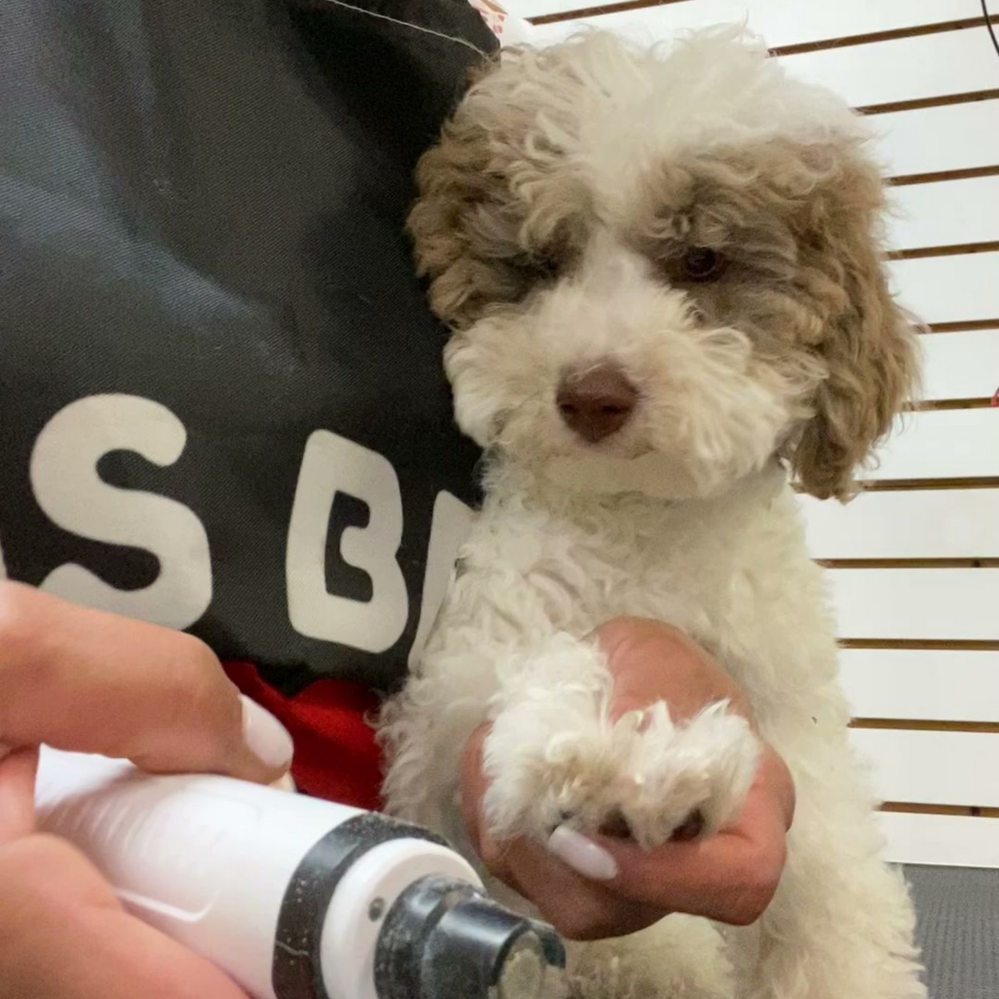 Milly's Friends Grooming Everett