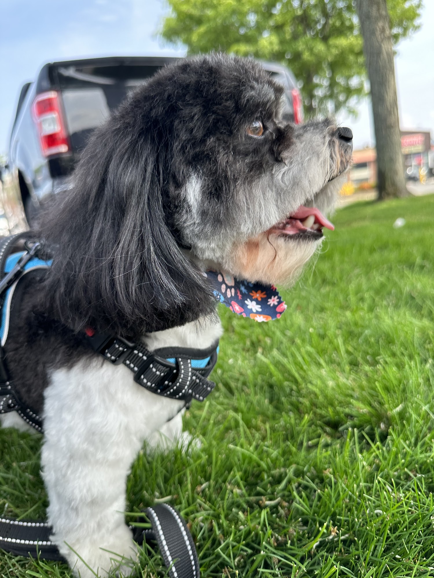 Andreia's Grooming Everett