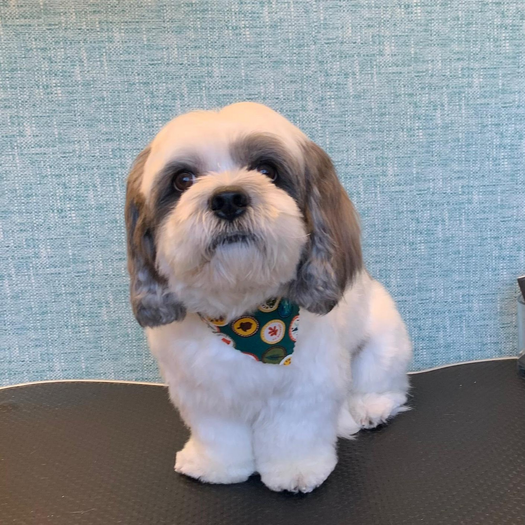 Andreia's Grooming Everett