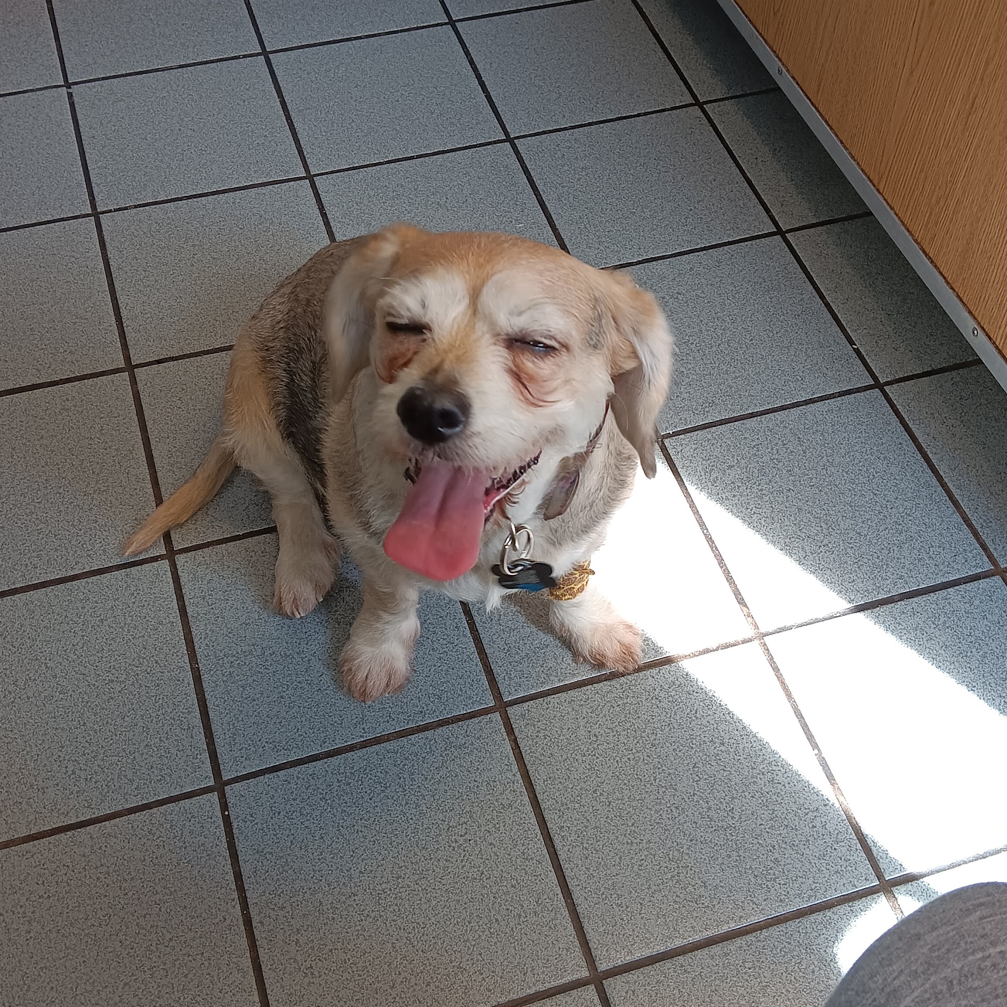 New England Animal Hospital Fairhaven