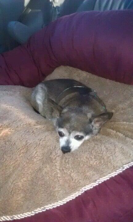 Nick Dagenais, DVM Fairhaven