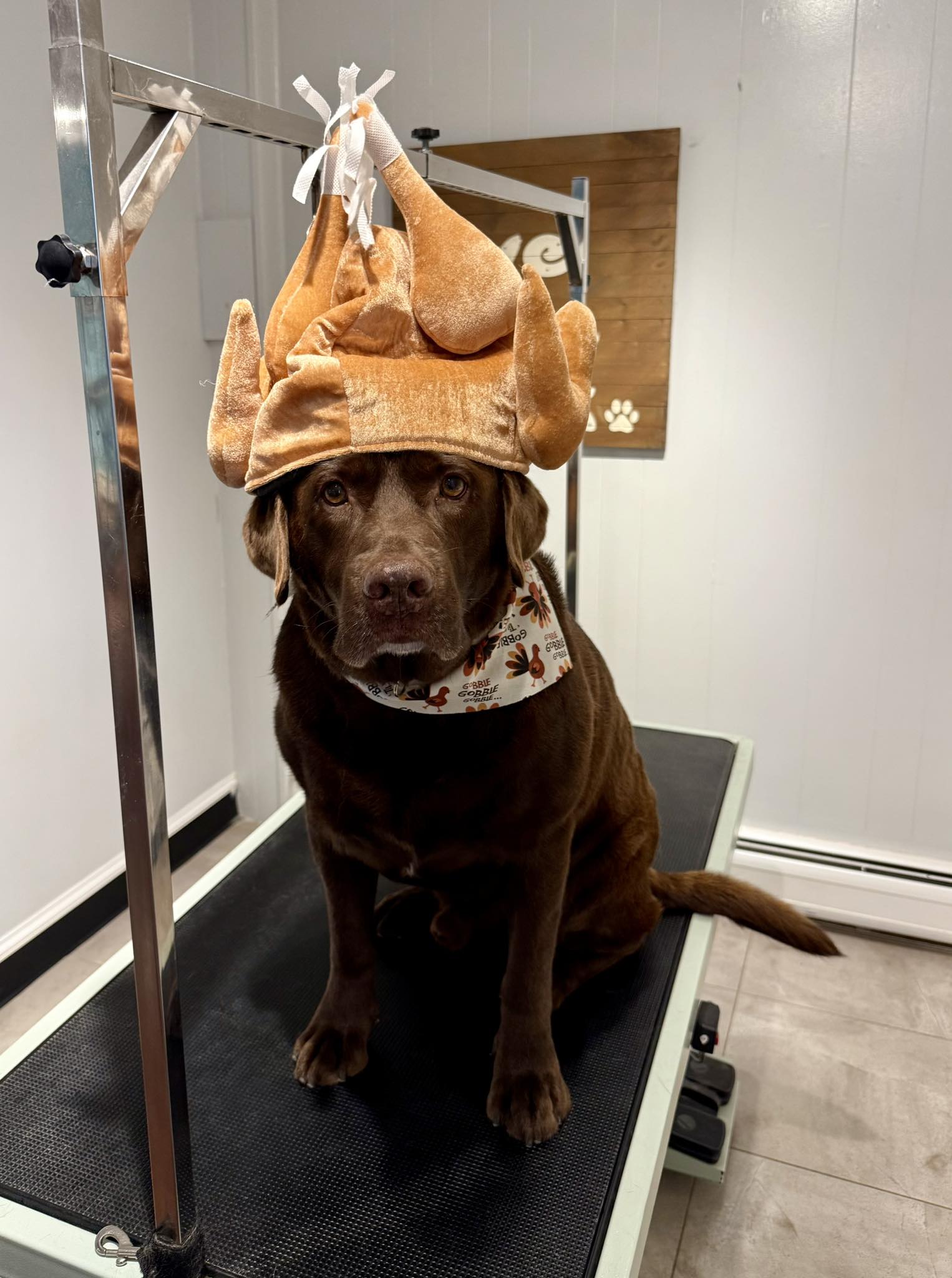 12 Paws Pet Salon Fairhaven