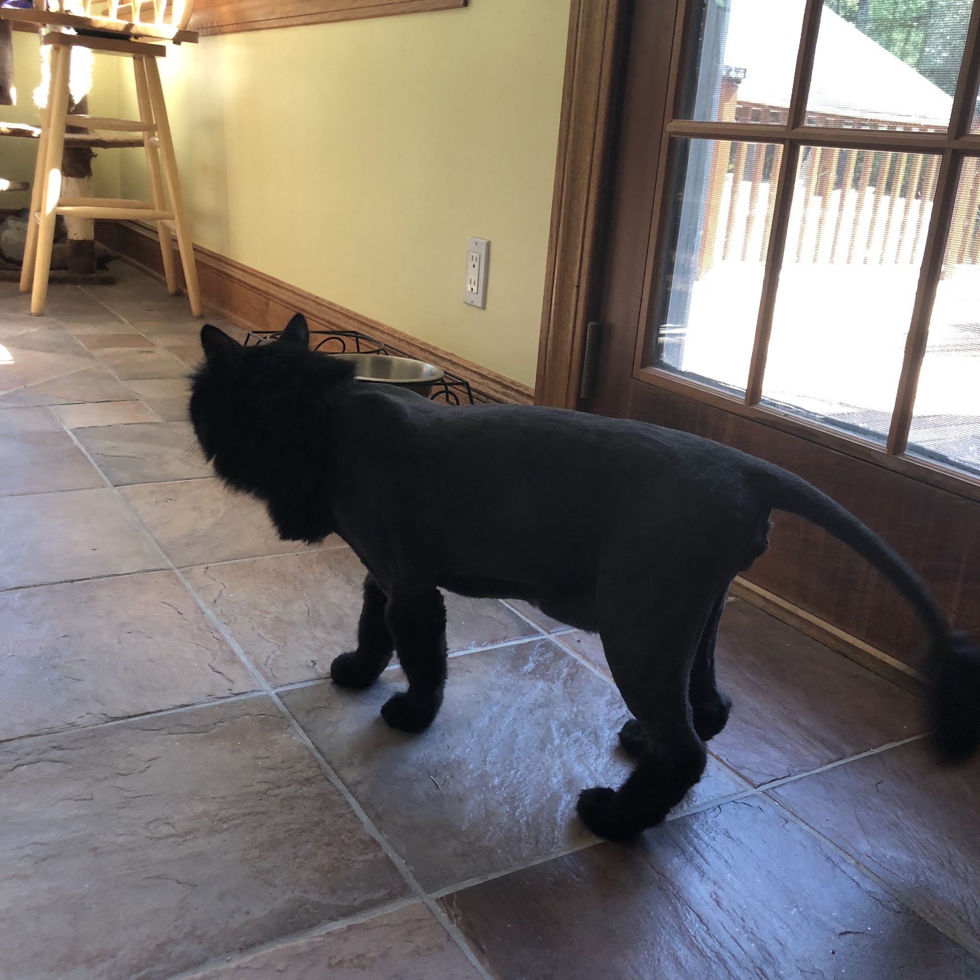 12 Paws Pet Salon Fairhaven