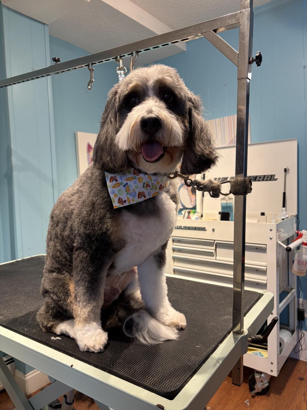 12 Paws Pet Salon Fairhaven