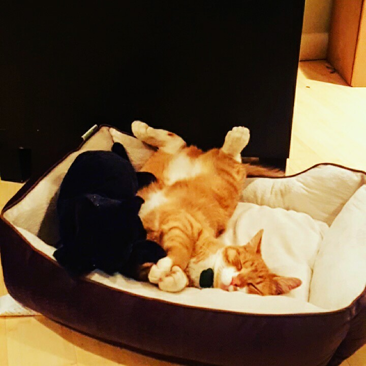 Animal Rescue League of Fall River (dba) Faxon Animal Care & Adoption Center Fall River