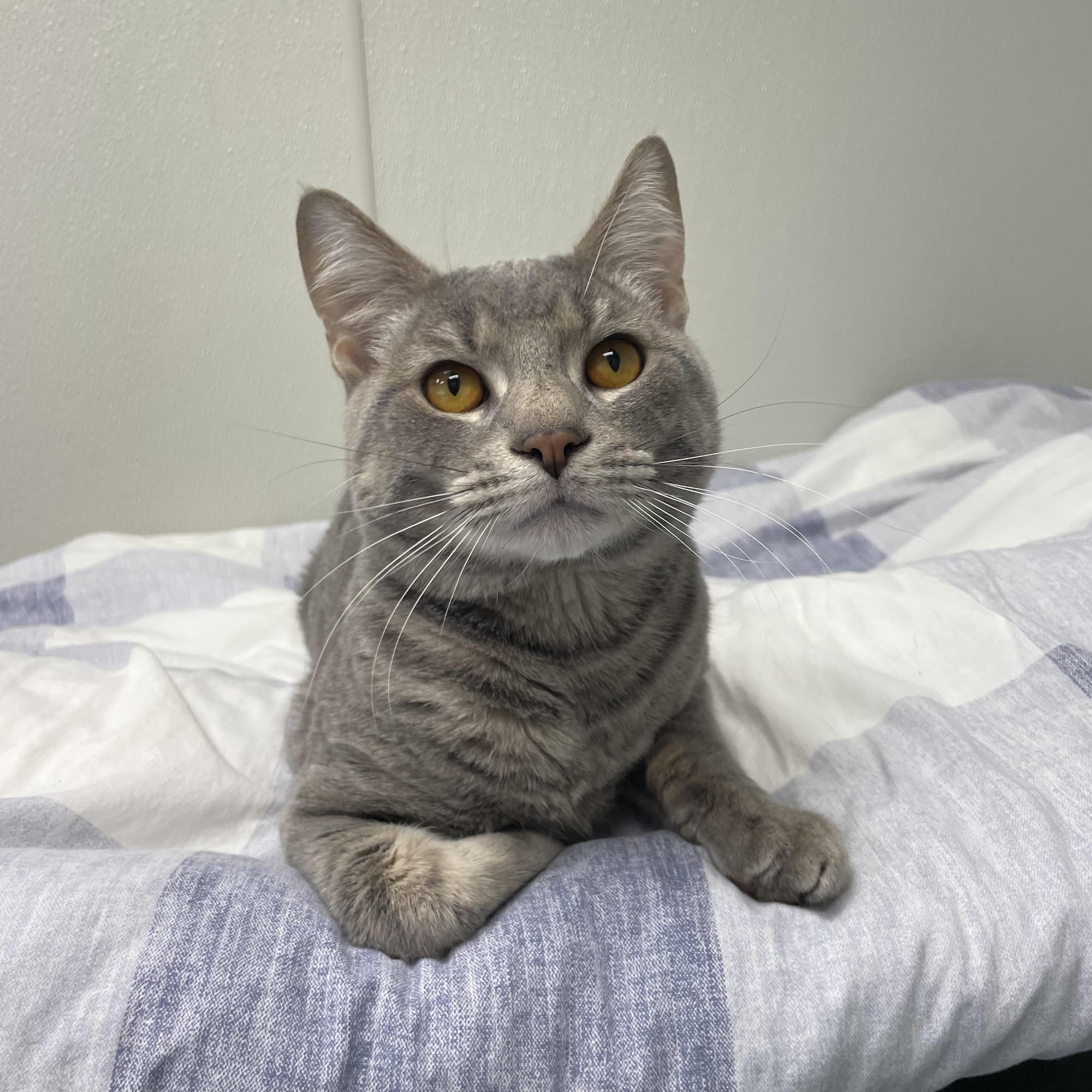 Animal Rescue League of Fall River (dba) Faxon Animal Care & Adoption Center Fall River