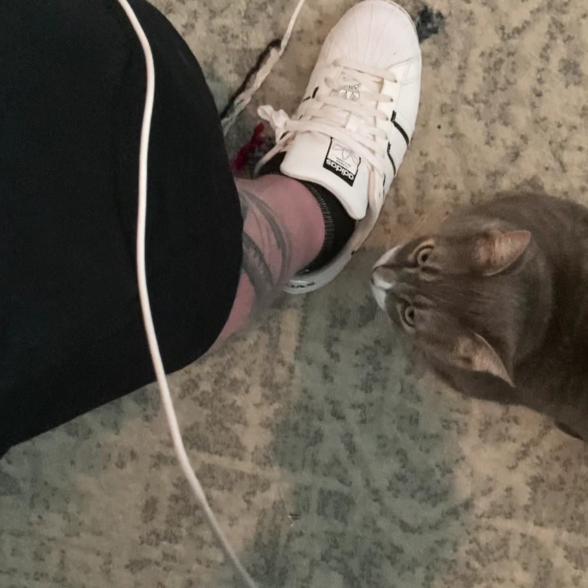 Forever Paws Animal Shelter Fall River