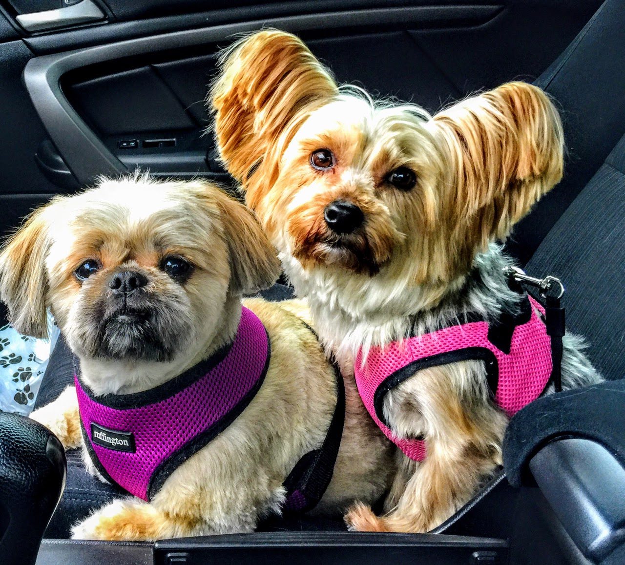 Gagnon's Pet Grooming Fall River