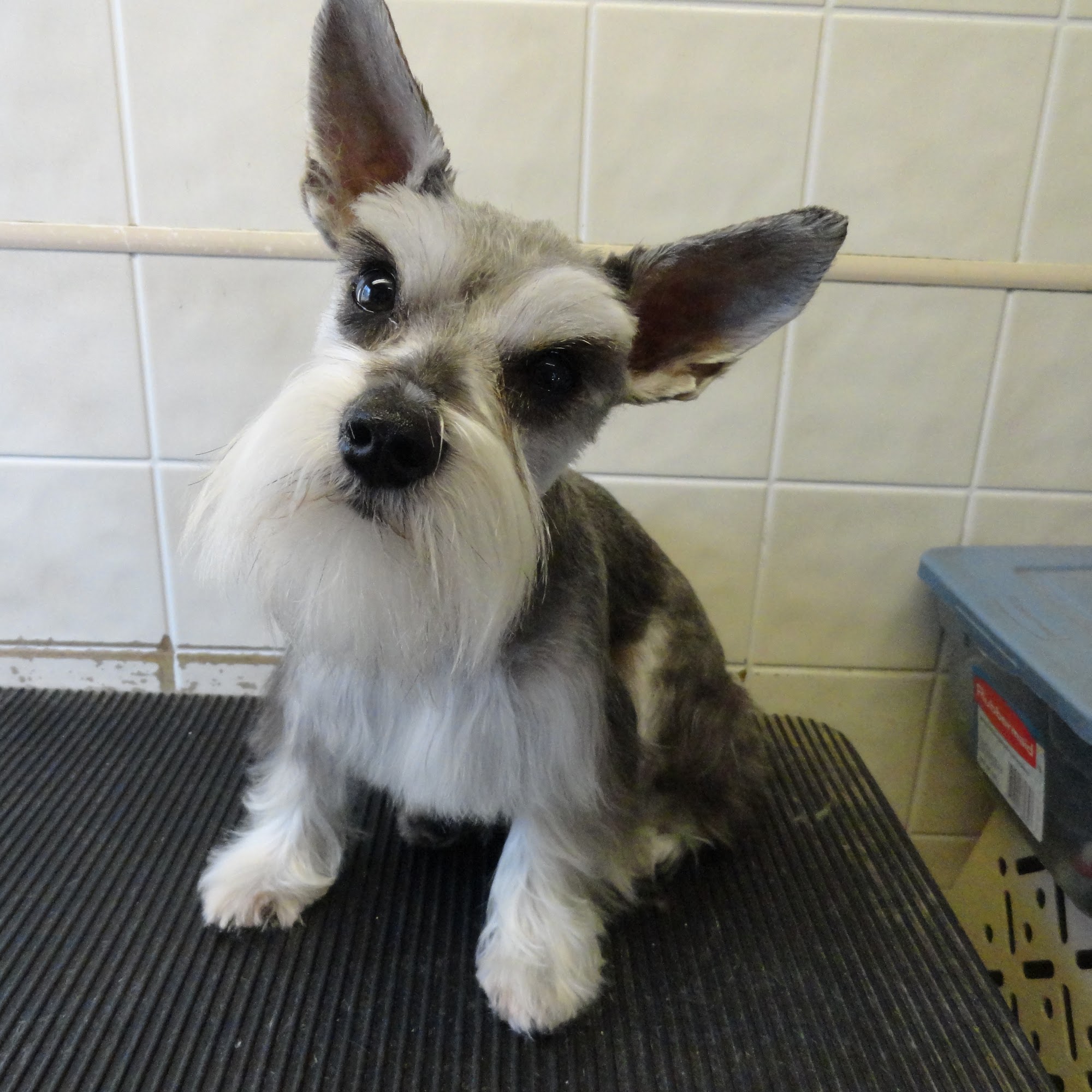 Gagnon's Pet Grooming Fall River