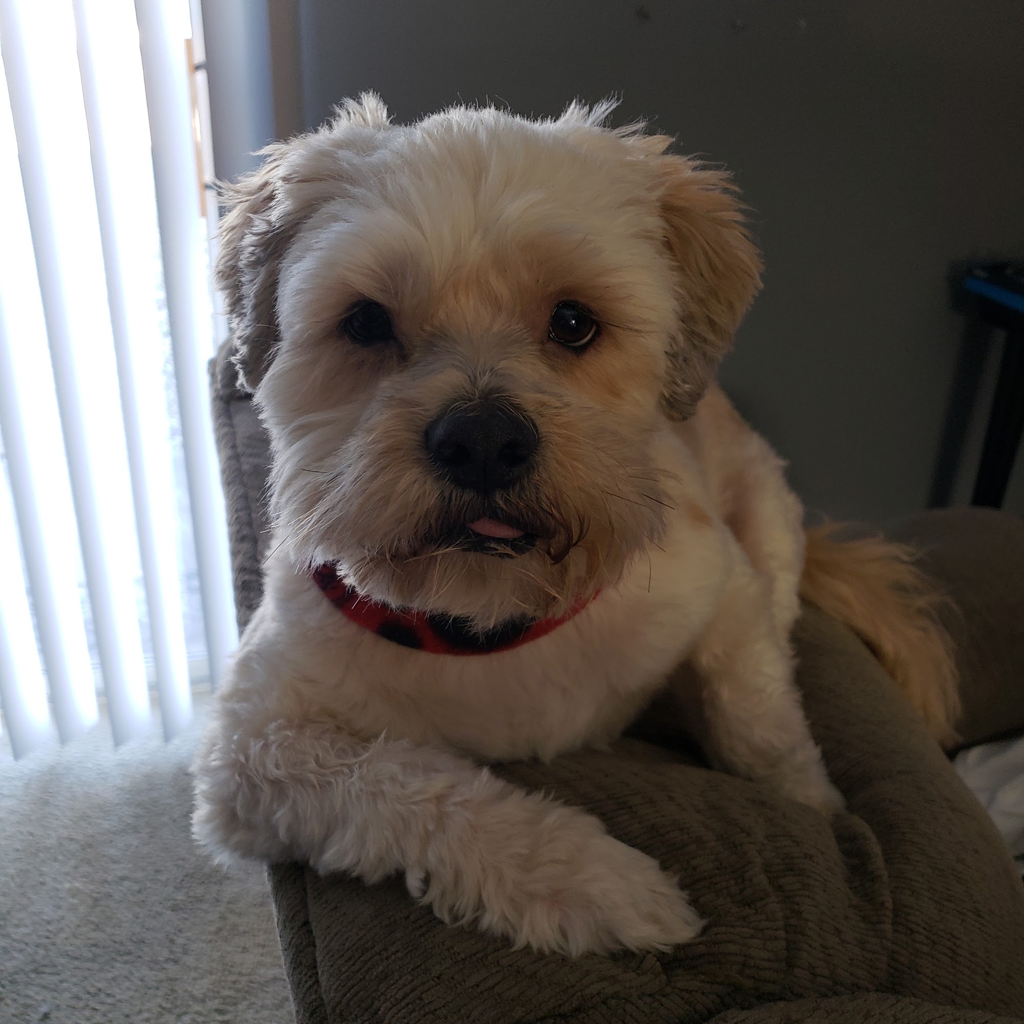 Abby's Dog Depot Fall River