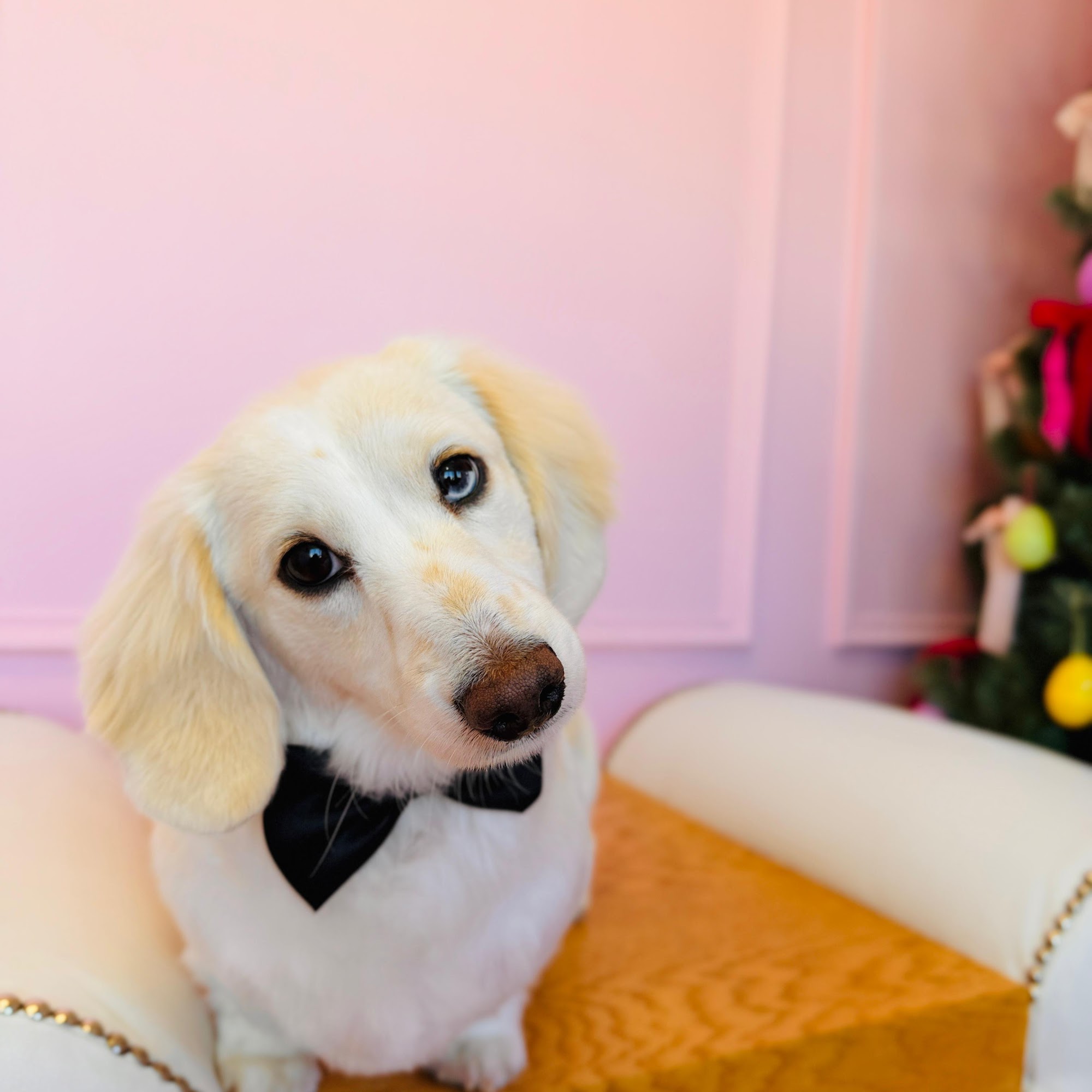 BelleGroom Pet Salon Fall River