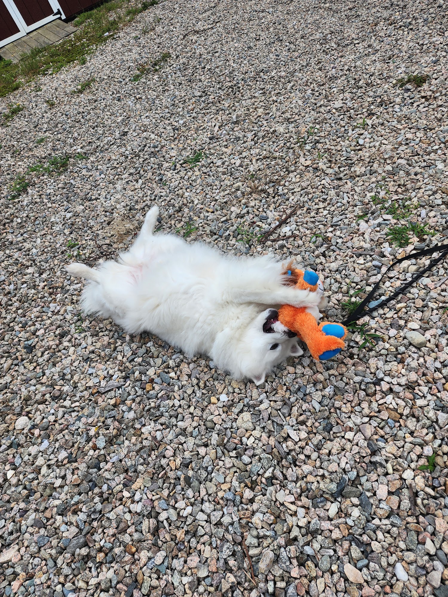 Friends of Falmouth Dogs Falmouth